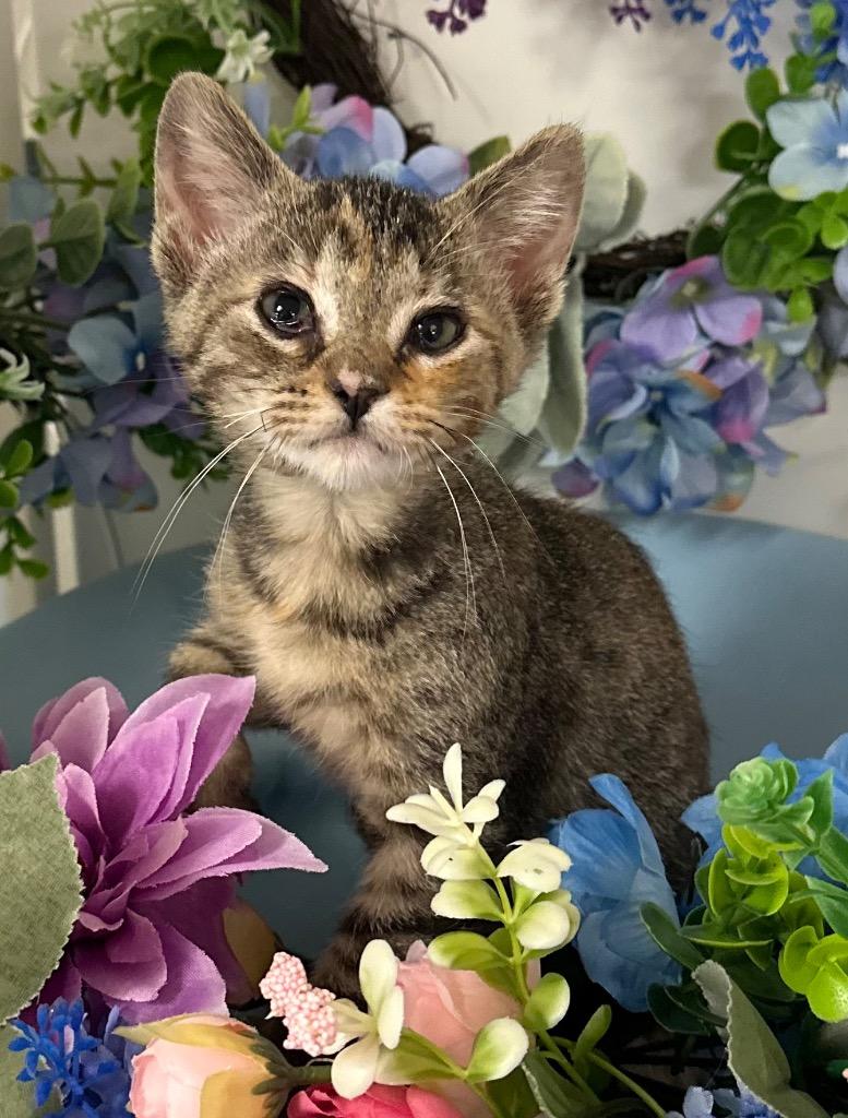 6/23/25 -Basil, a Adoptable mixed breed in Stillwater, OK image 2/2
