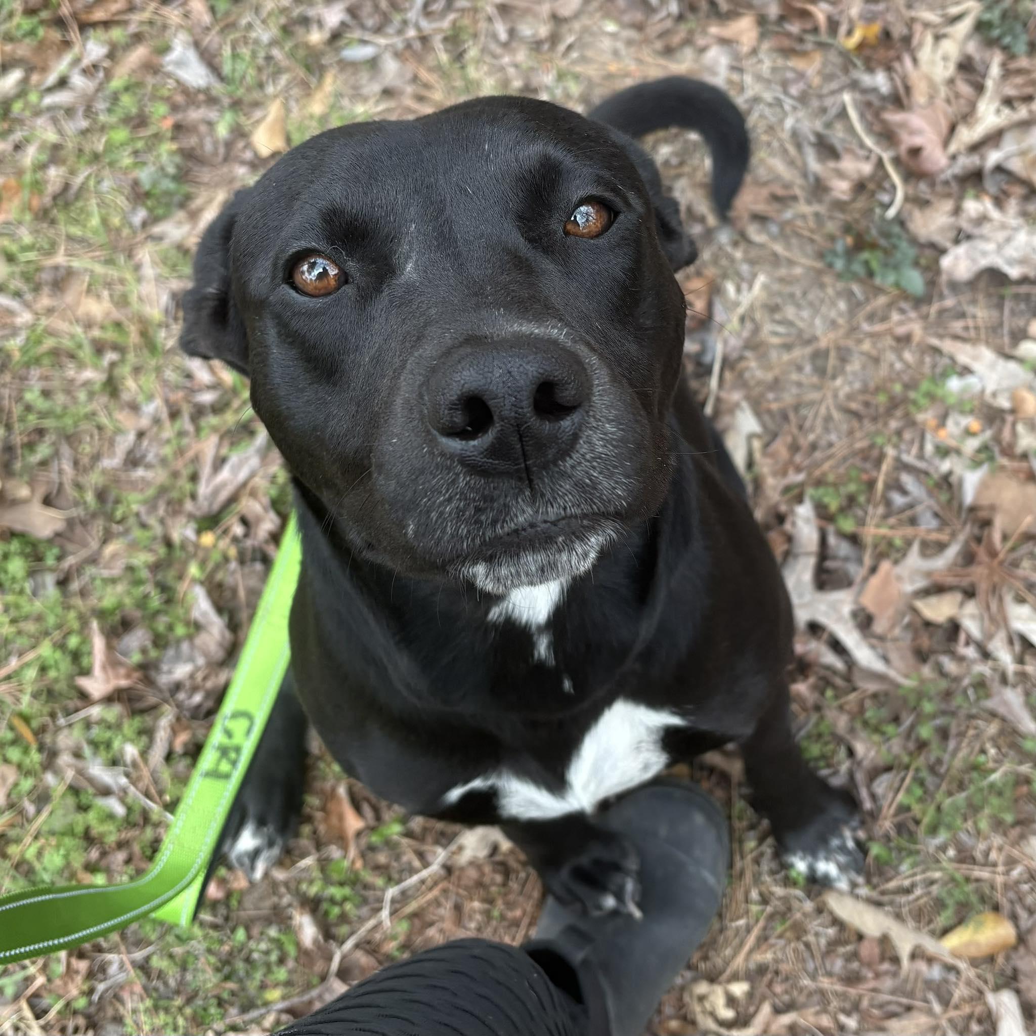 Enlarge Annie, a Adoptable mixed breed in Ann Arbor, MI image 2/6
