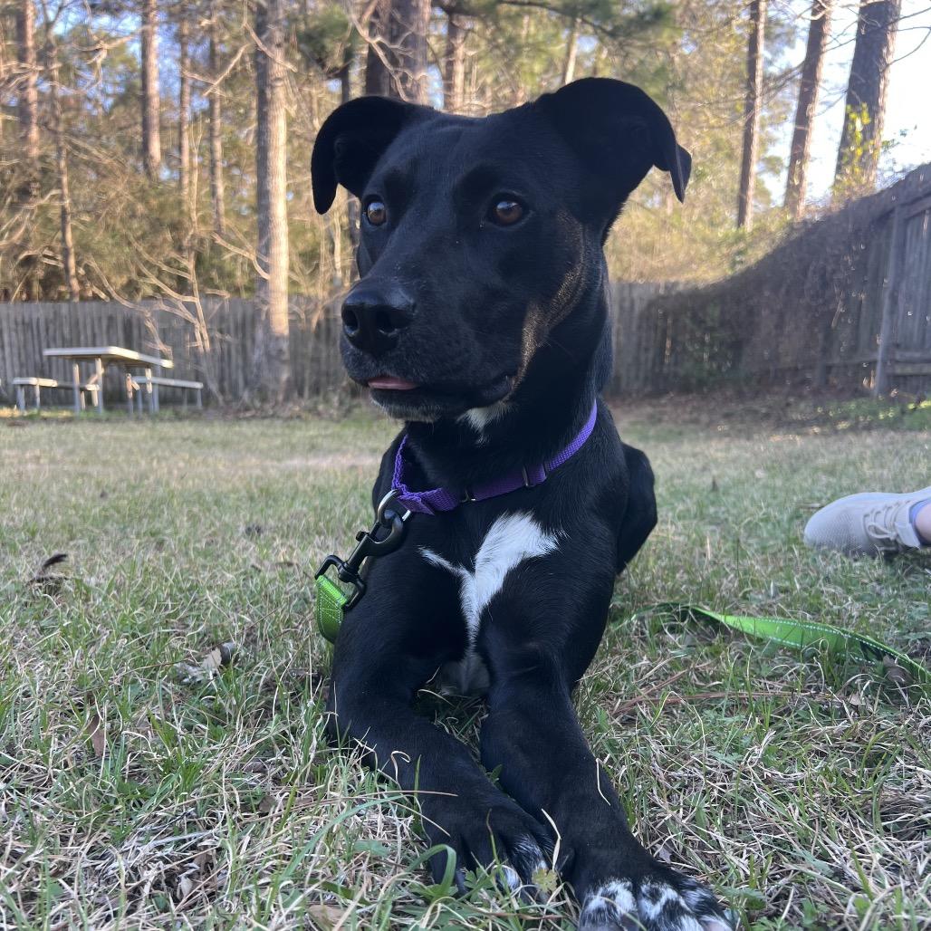 Enlarge Annie, a Adoptable mixed breed in Ann Arbor, MI image 5/6