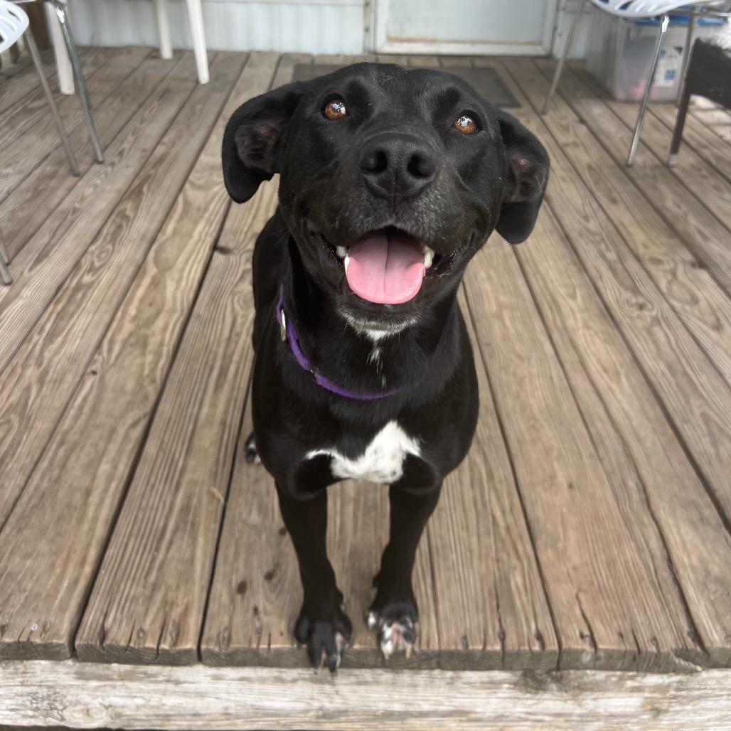 Enlarge Annie, a Adoptable mixed breed in Ann Arbor, MI image 1/6