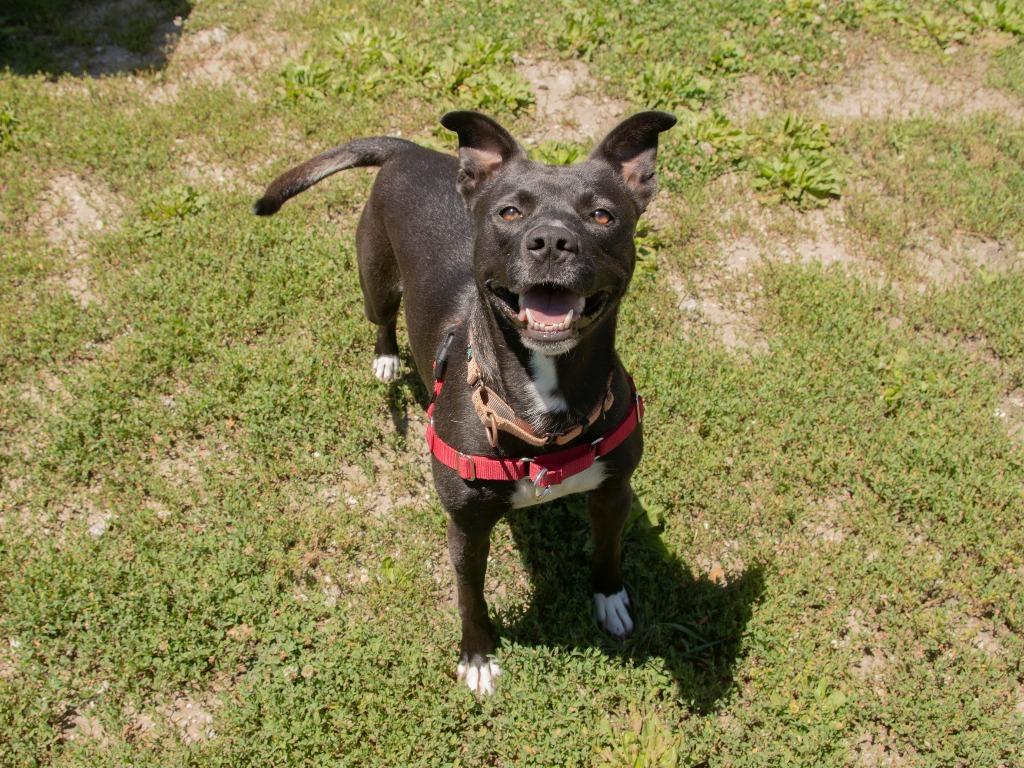 Kemi, a Adoptable Pit Bull Terrier in Lansing, KS image 1/3