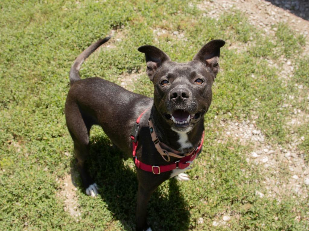 Kemi, a Adoptable Pit Bull Terrier in Lansing, KS image 2/3