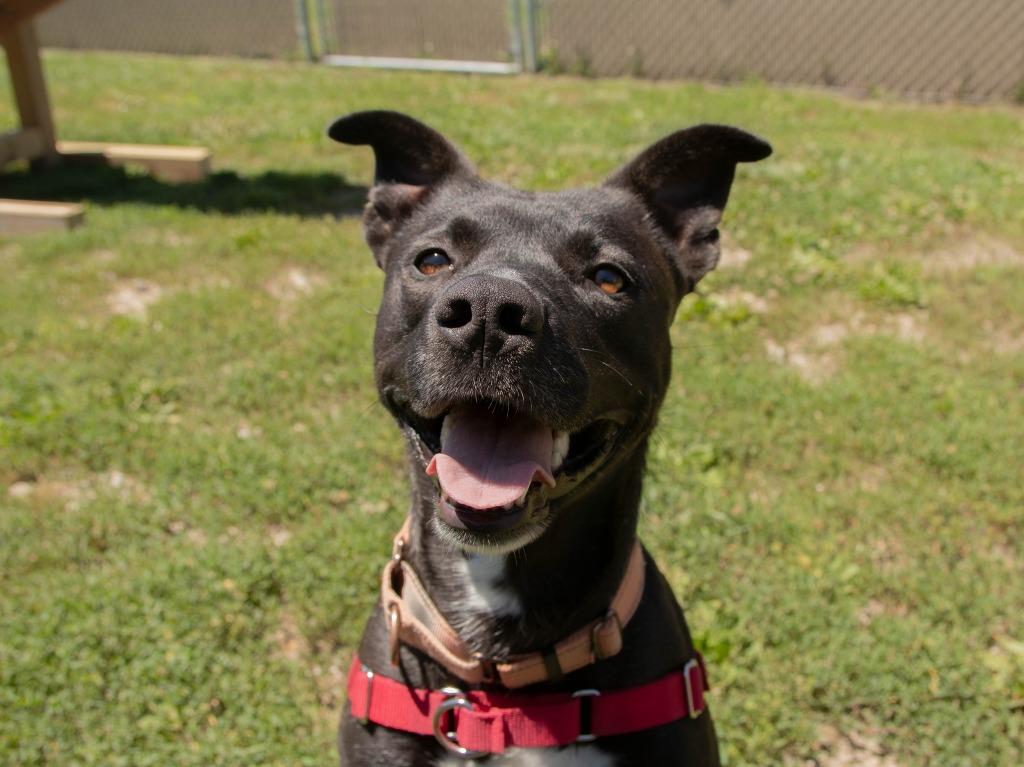 Kemi, a Adoptable Pit Bull Terrier in Lansing, KS image 3/3
