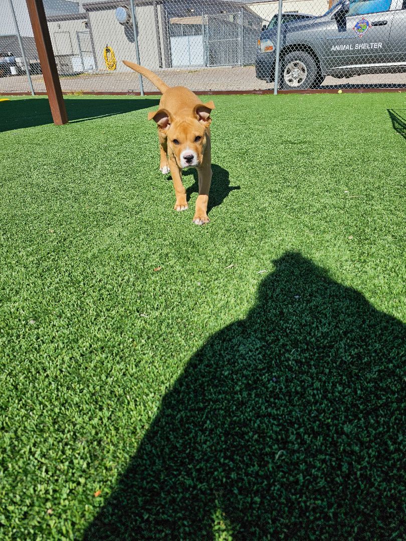Bounce