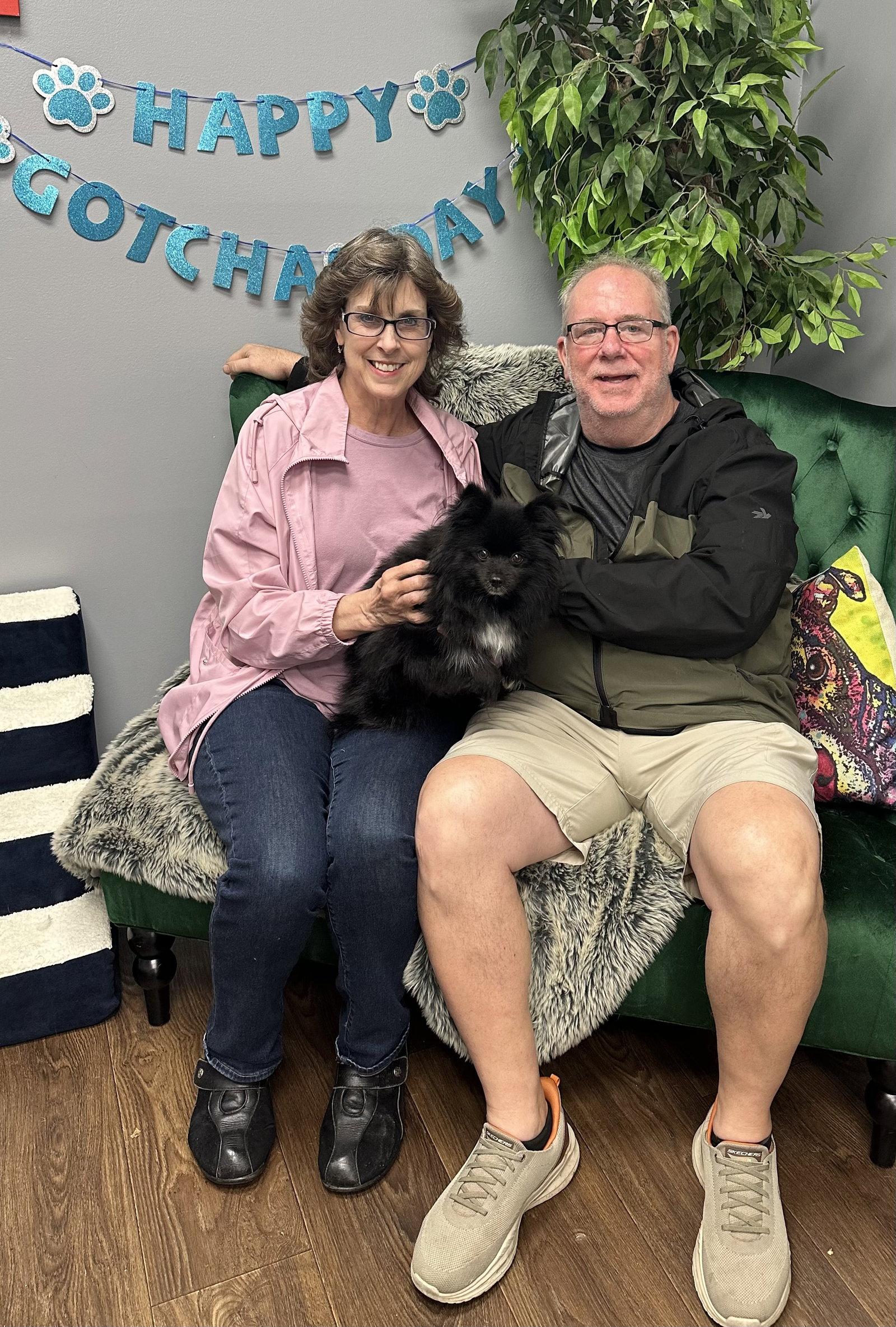 Pandora, Adopted, Adult Female Pomeranian.