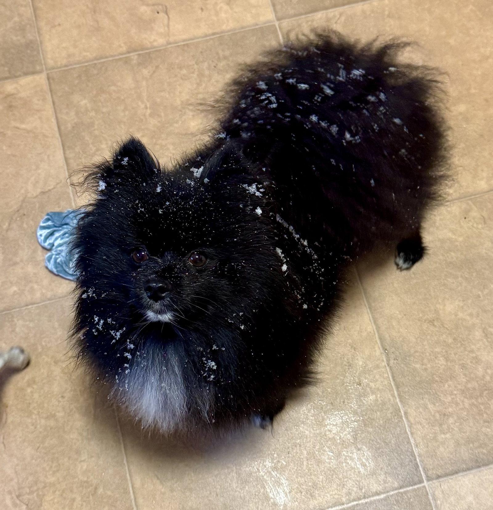 Enlarge Pandora, a Adopted Pomeranian in Tonawanda, NY image 2/3