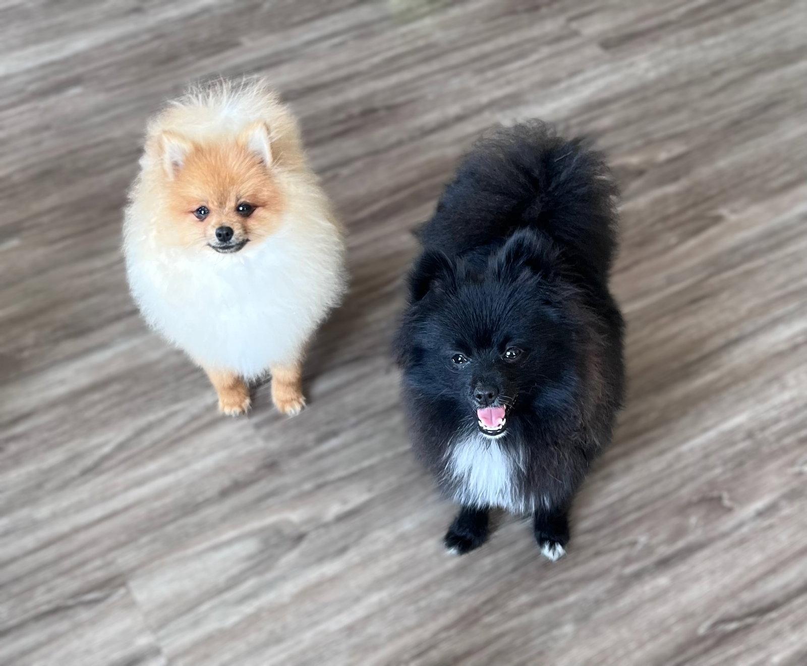 Enlarge Pandora, a Adopted Pomeranian in Tonawanda, NY image 3/3