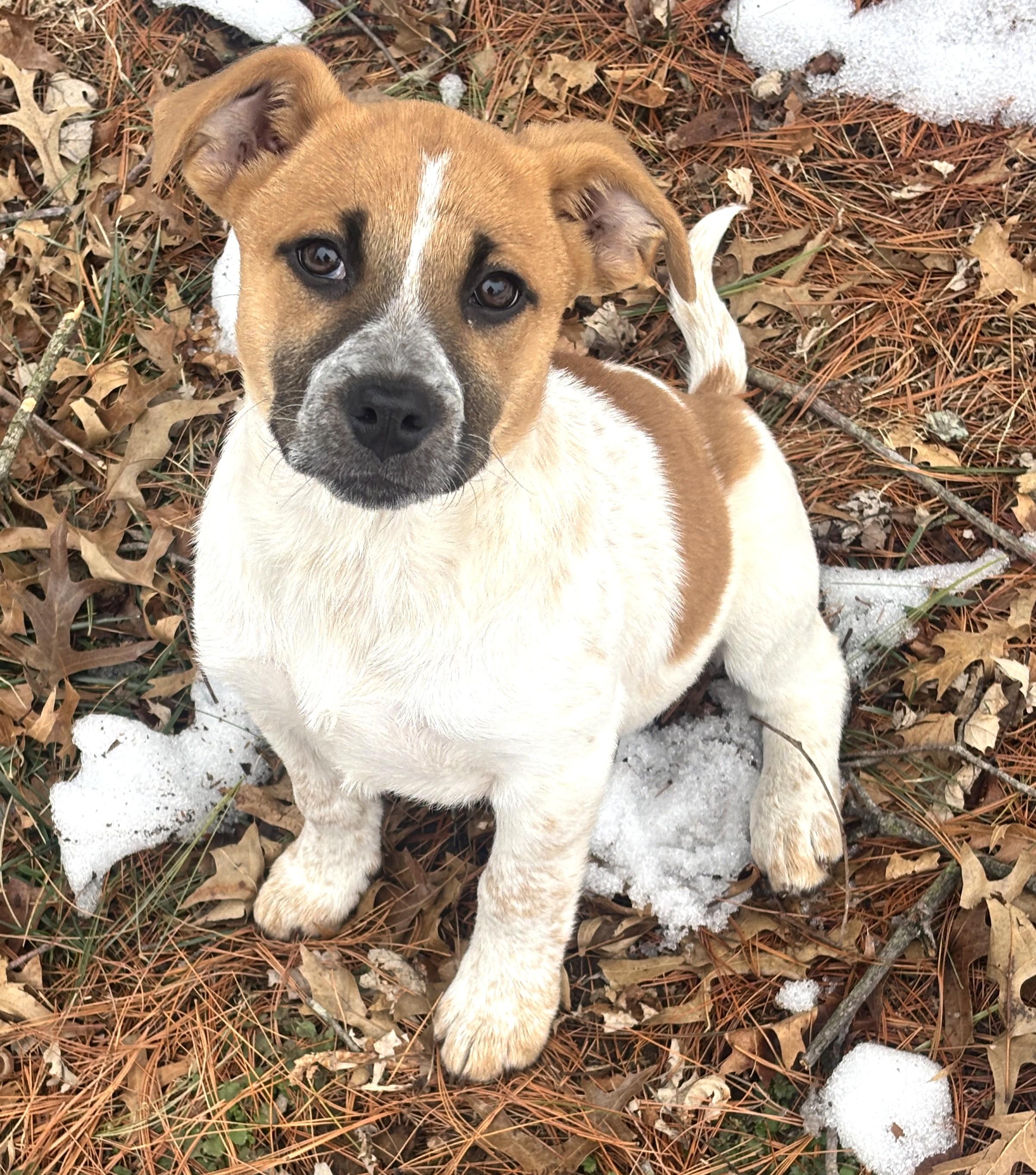 Lexi-Available @Petsmart 2/21! www.lhar.dog to apply! , adoptable, Puppy Female Cattle Dog & Boxer.