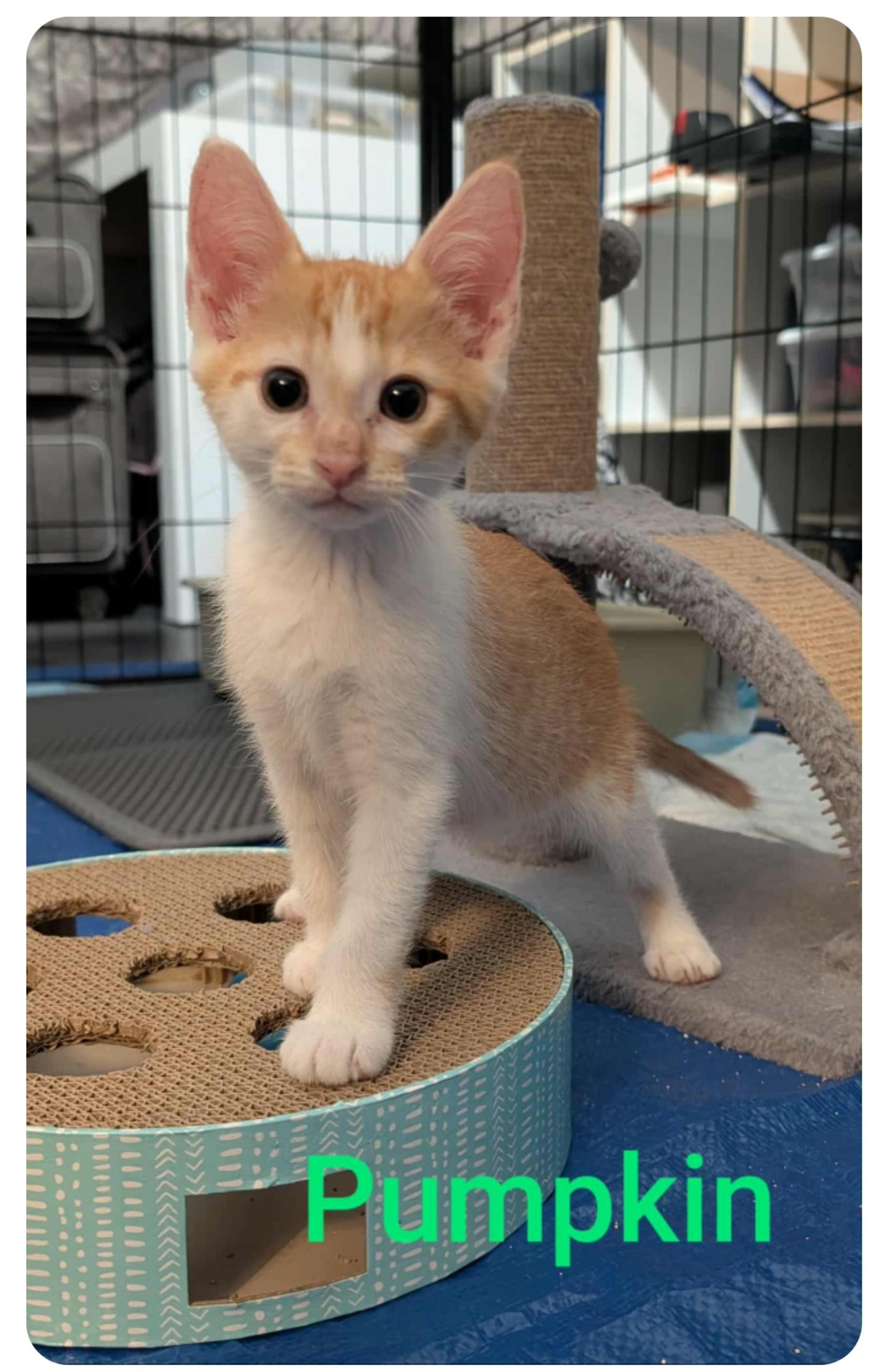 Pumpkin  ( Orlando FL)