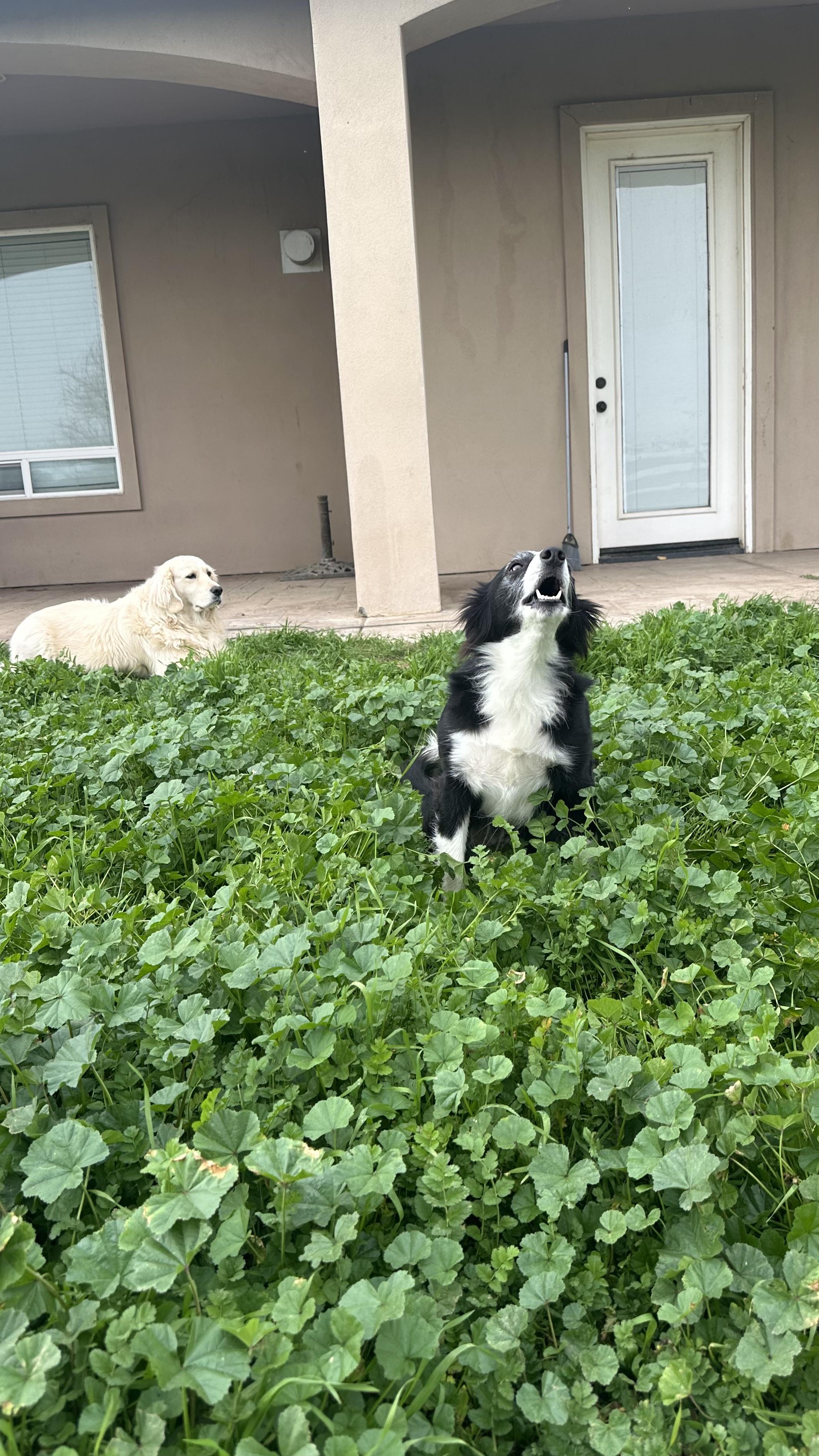 Enlarge Riley, a ADOPTABLE Border Collie in Bakersfield, CA image 3/6