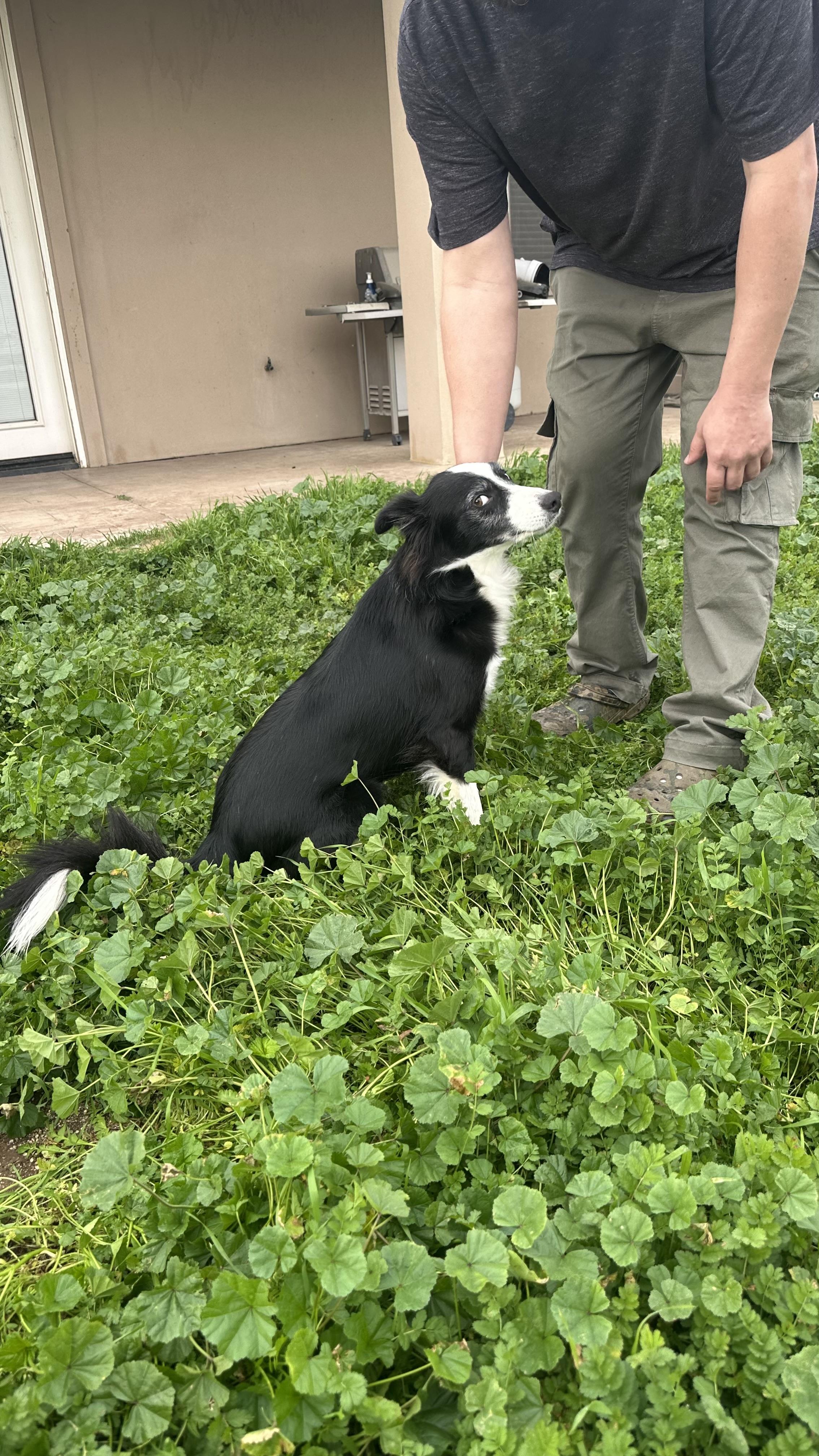 Enlarge Riley, a ADOPTABLE Border Collie in Bakersfield, CA image 5/6