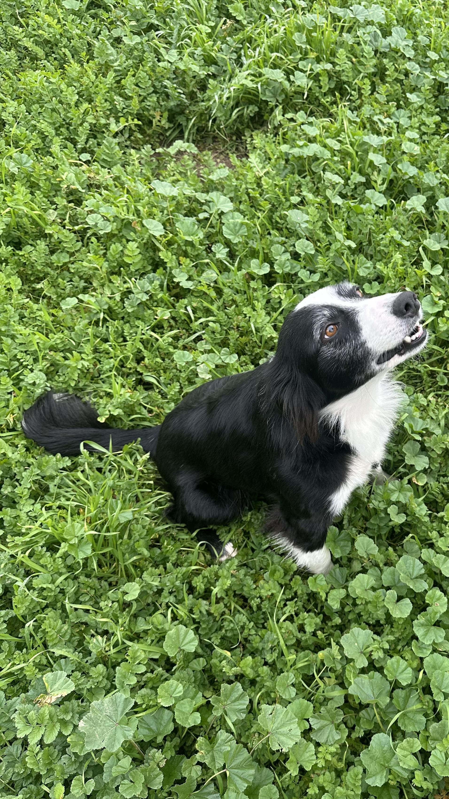 Enlarge Riley, a ADOPTABLE Border Collie in Bakersfield, CA image 4/6