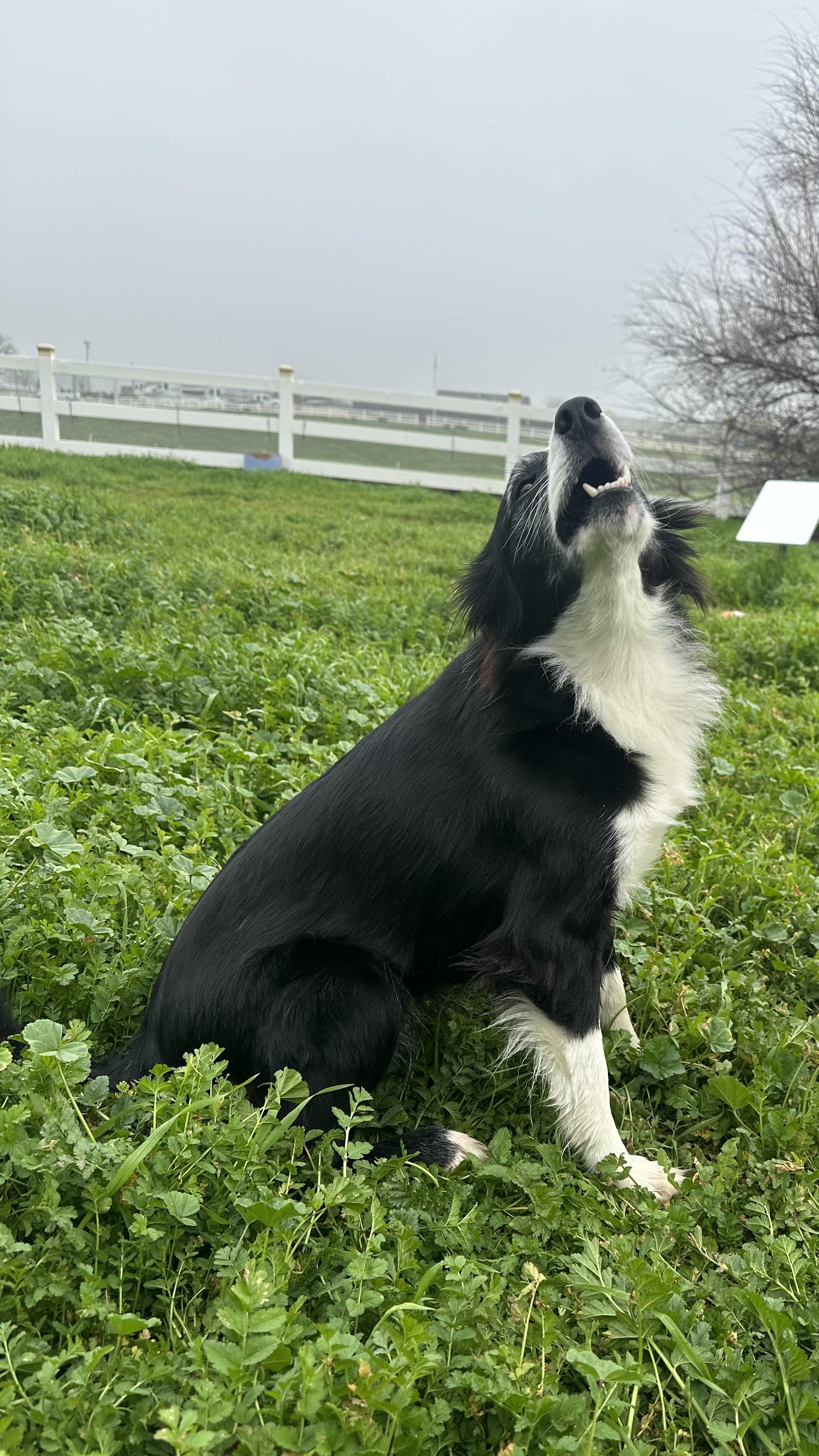 Enlarge Riley, a ADOPTABLE Border Collie in Bakersfield, CA image 6/6