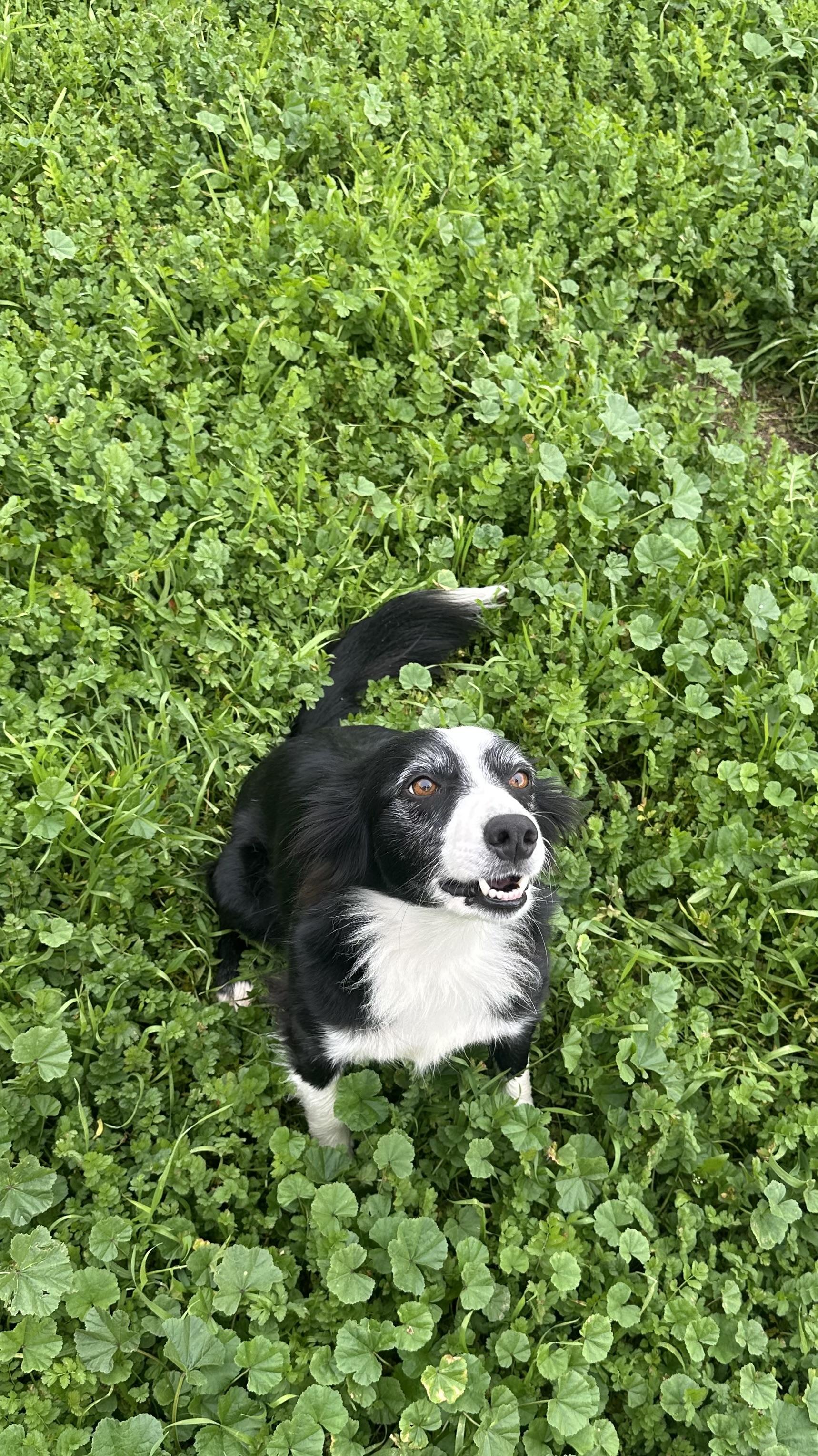 Enlarge Riley, a ADOPTABLE Border Collie in Bakersfield, CA image 1/6