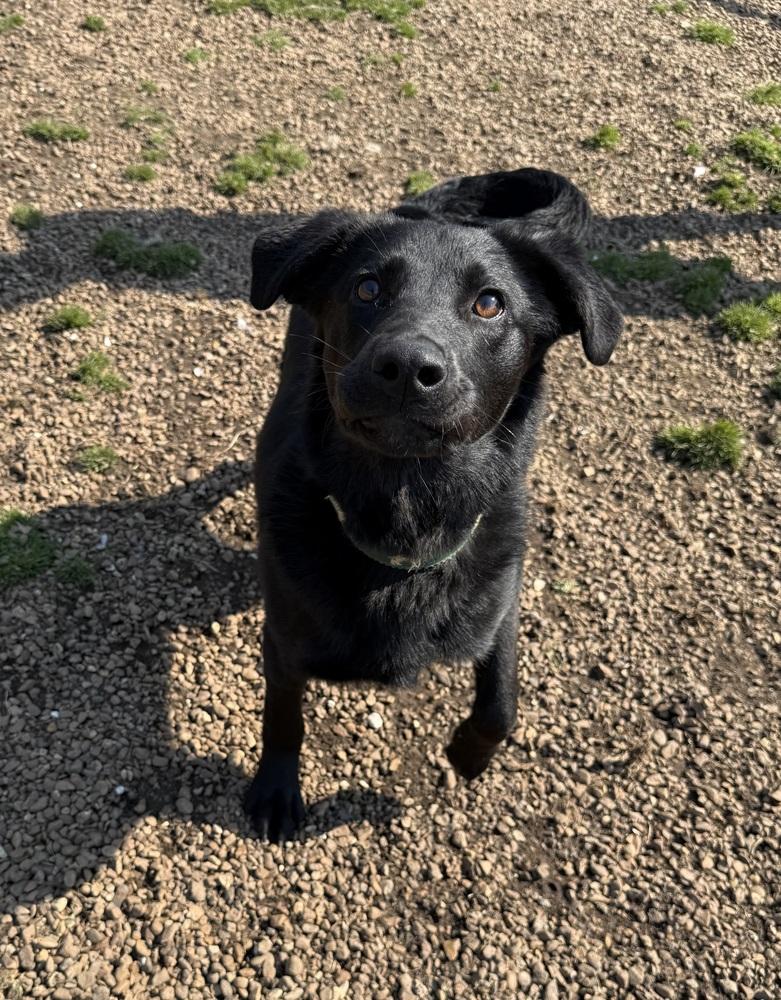 BUBA, Adoptable, Young Male Labrador Retriever.