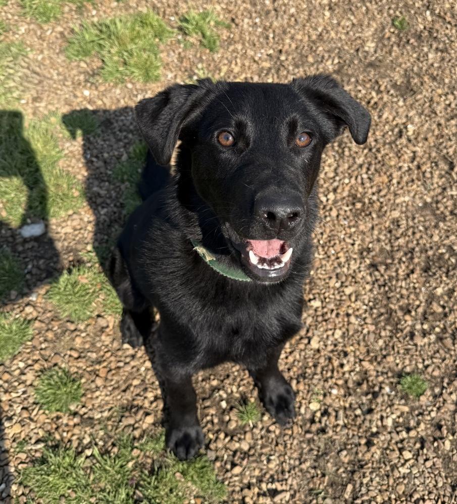 Enlarge BUBA, a Adoptable mixed breed in Lexington, TN image 2/6