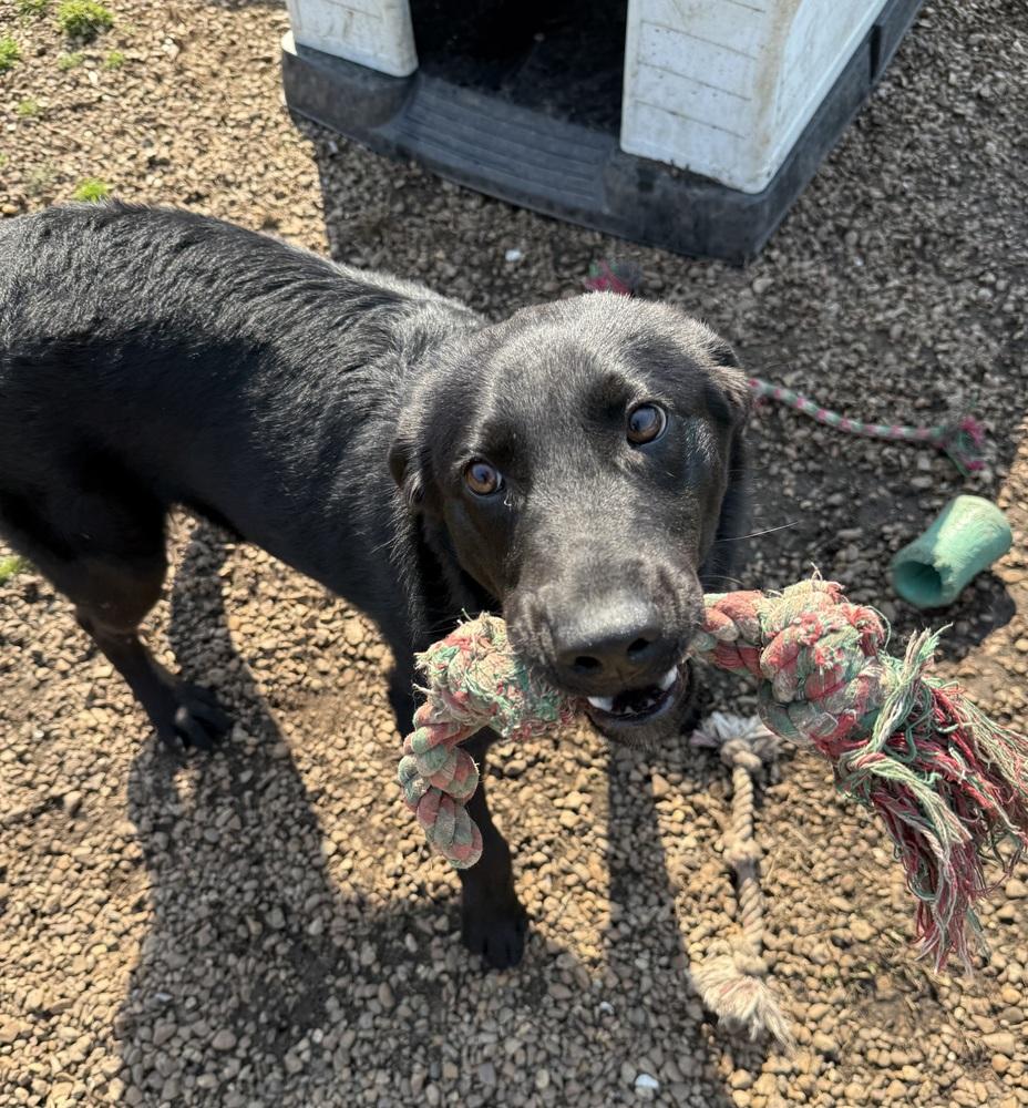 Enlarge BUBA, a Adoptable mixed breed in Lexington, TN image 3/6