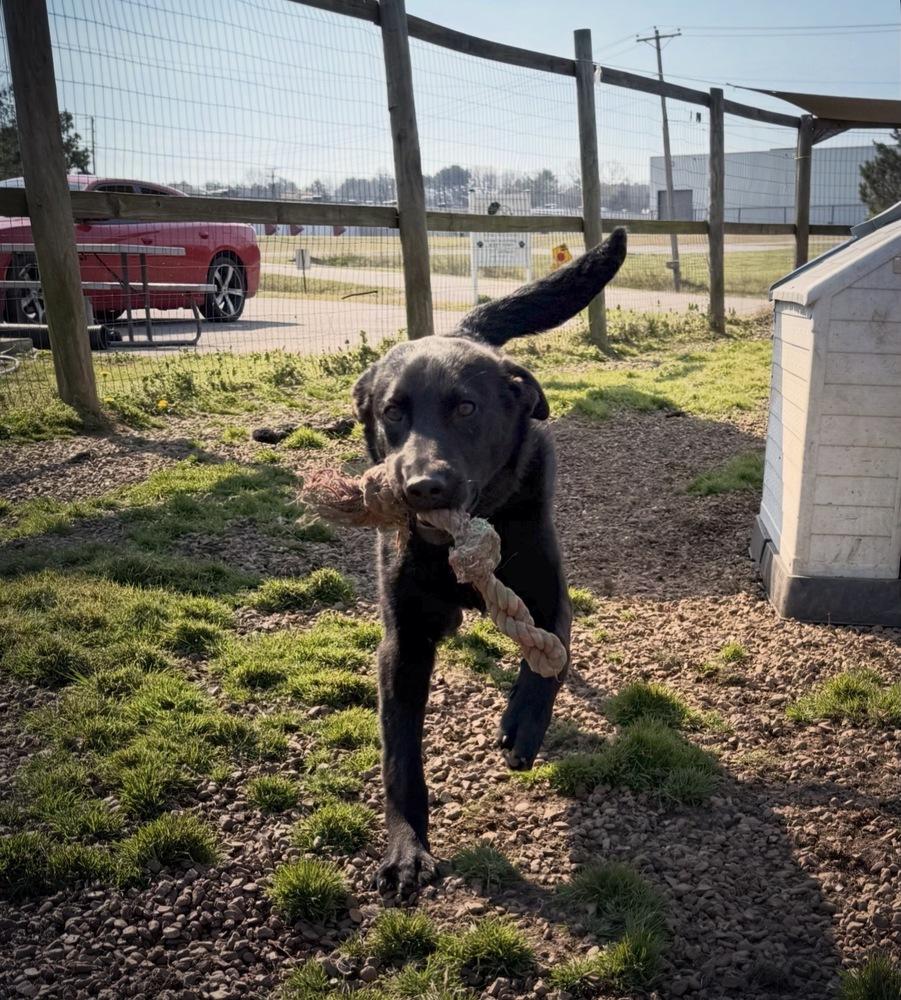 Enlarge BUBA, a Adoptable mixed breed in Lexington, TN image 4/6