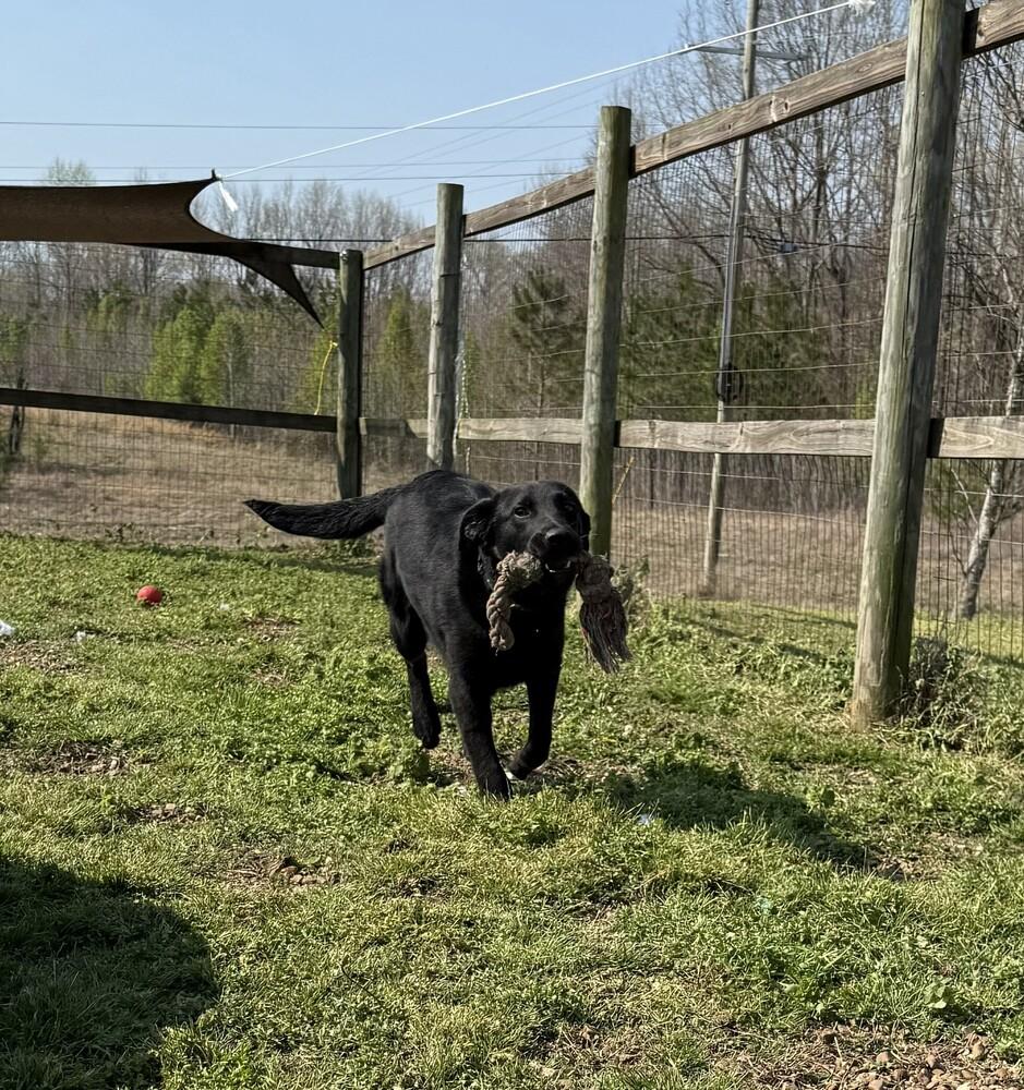 Enlarge BUBA, a Adoptable mixed breed in Lexington, TN image 5/6