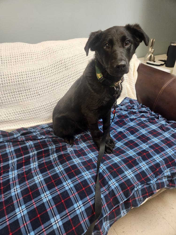 Enlarge BUBA, a Adoptable mixed breed in Lexington, TN image 1/1