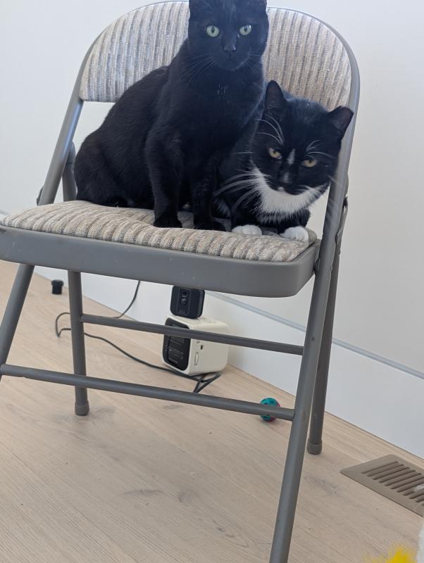 Enlarge Chloe, a Adoptable Domestic Short Hair in Sunnyvale, CA image 3/3