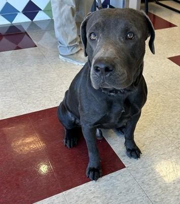 Apollo A220996, Adopted, Adult Male Labrador Retriever.