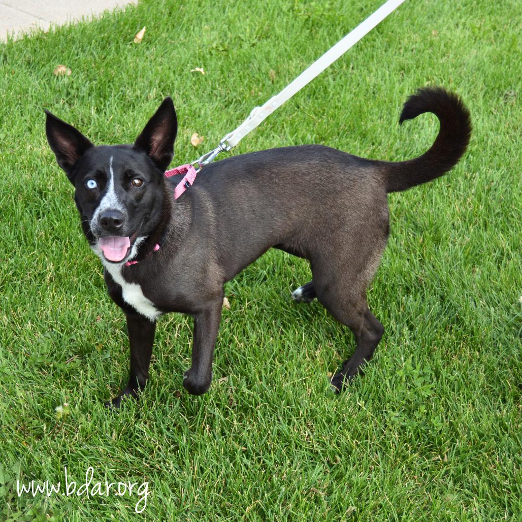 Enlarge June, a Adoptable mixed breed in Cheyenne, WY image 1/3