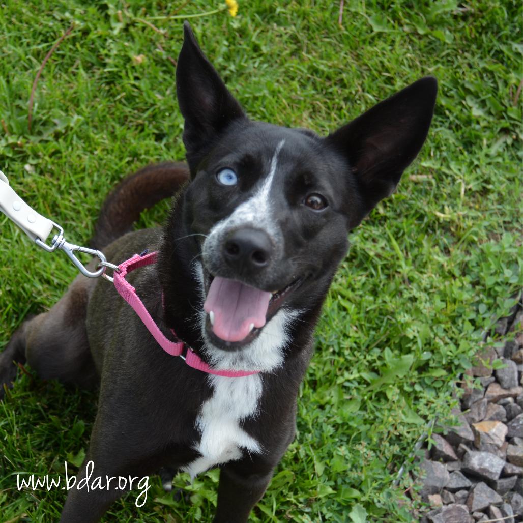 Enlarge June, a Adoptable mixed breed in Cheyenne, WY image 2/3