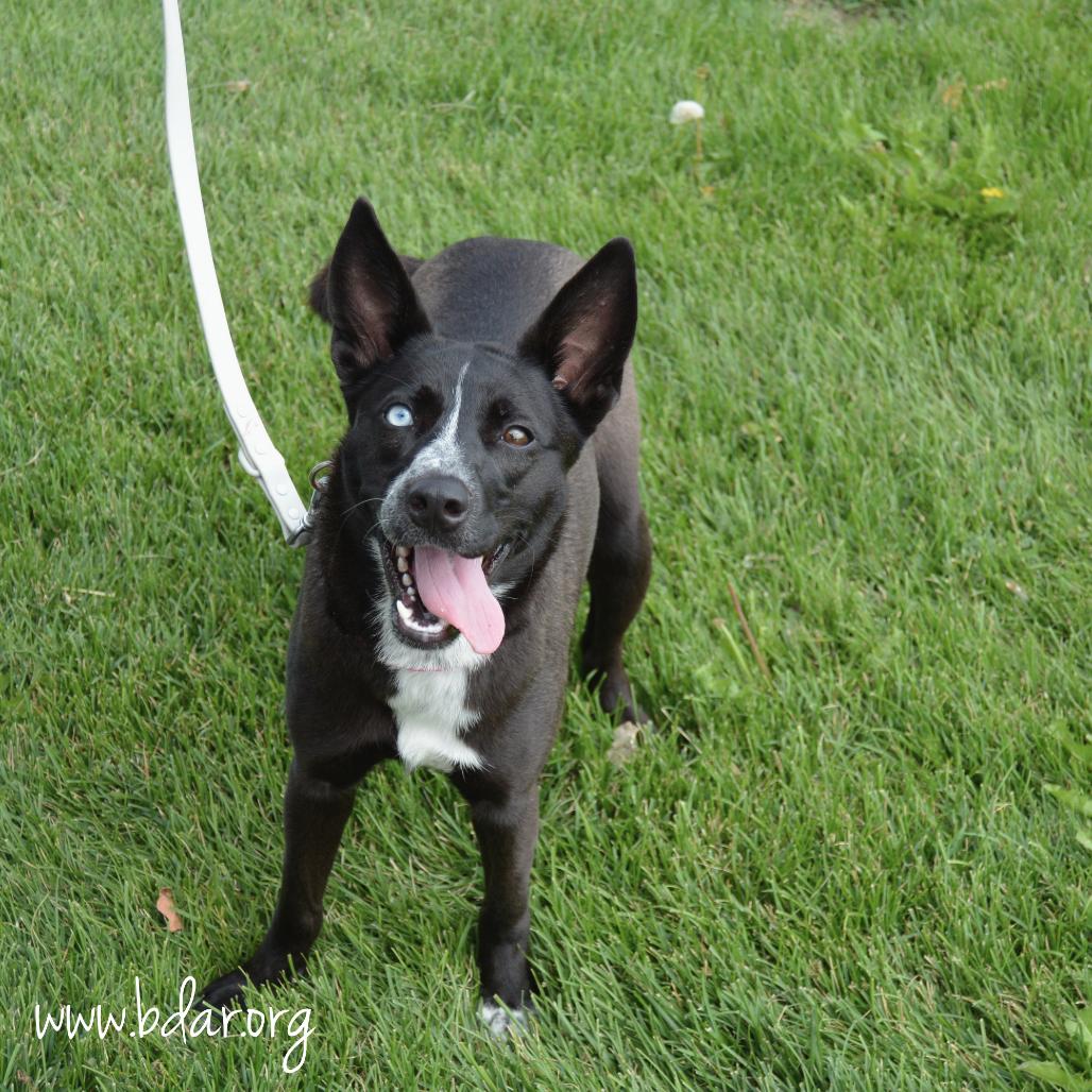 Enlarge June, a Adoptable mixed breed in Cheyenne, WY image 3/3