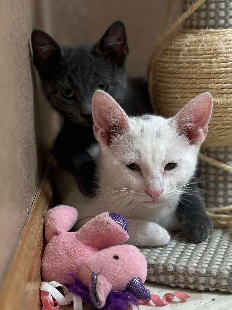 Sugar Bear, Adoptable, Young Male American Shorthair.