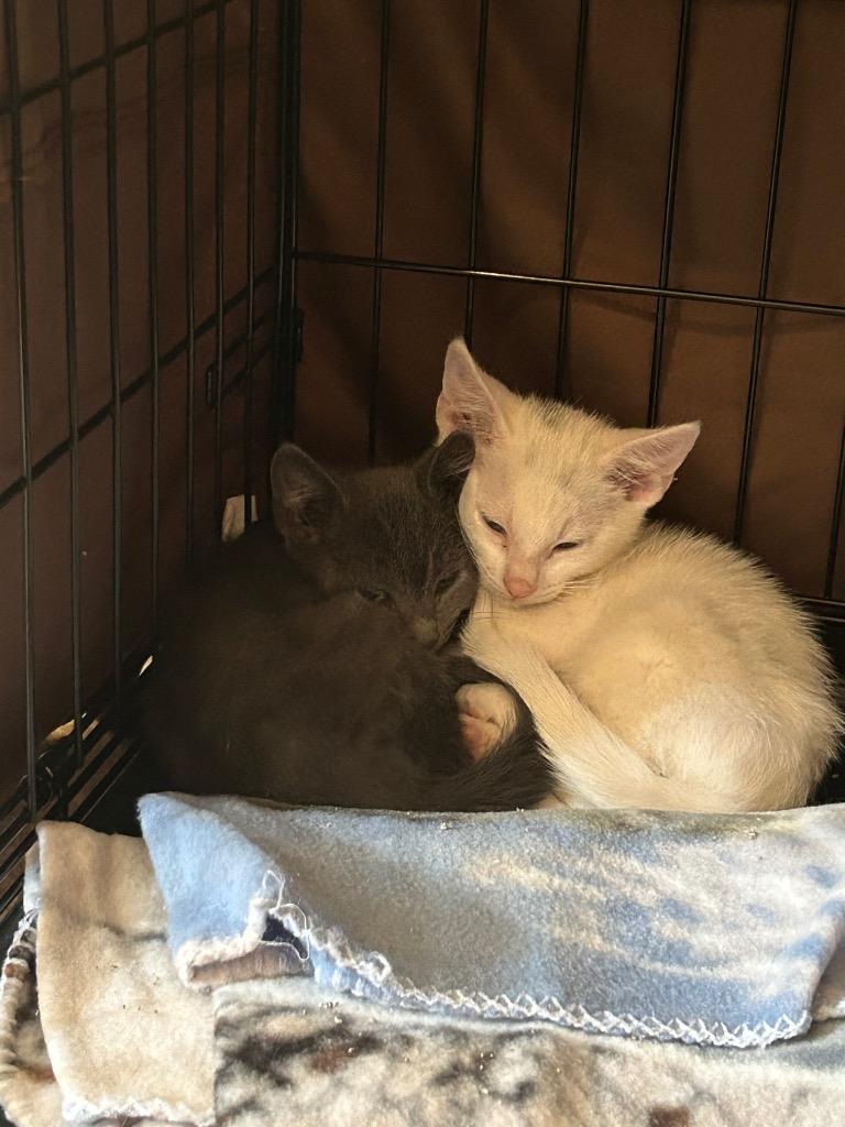 Sugar Bear, a Adoptable American Shorthair in Claremore, OK image 2/5