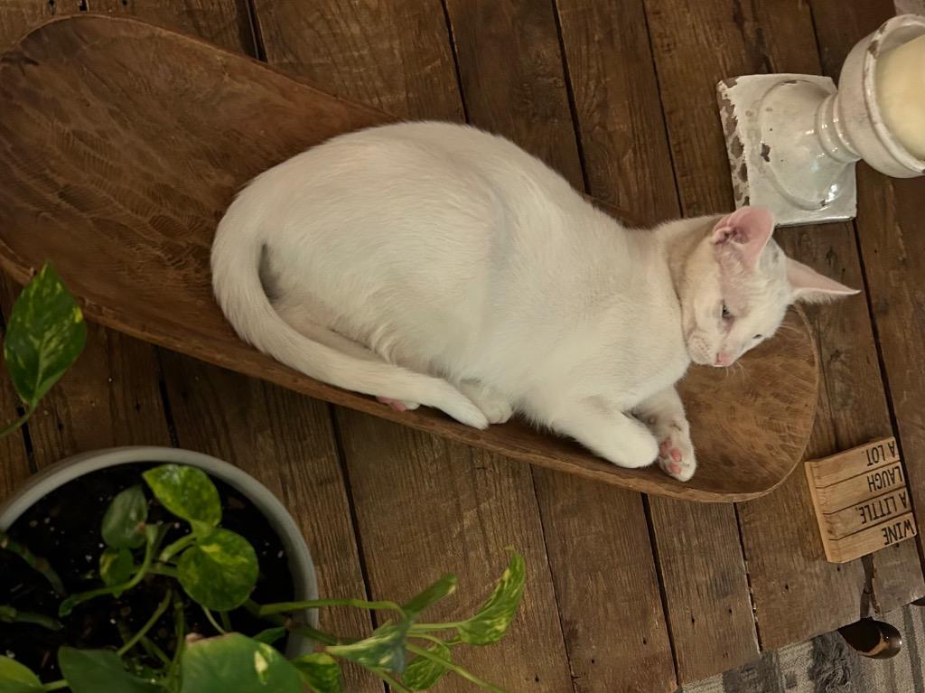 Sugar Bear, a Adoptable American Shorthair in Claremore, OK image 4/5