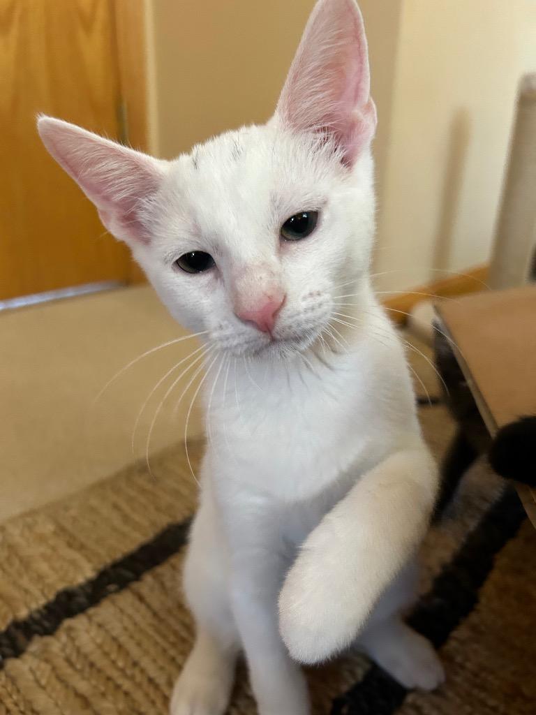 Sugar Bear, a Adoptable American Shorthair in Claremore, OK image 5/5