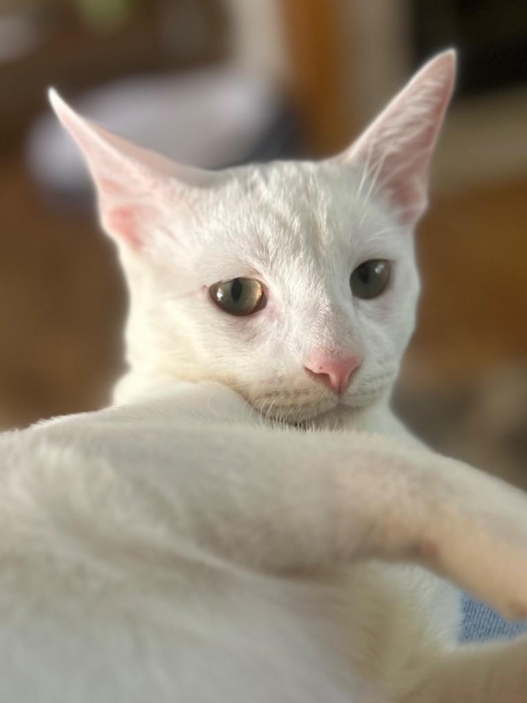 Enlarge Sugar Bear, a Adoptable American Shorthair in Claremore, OK image 5/5