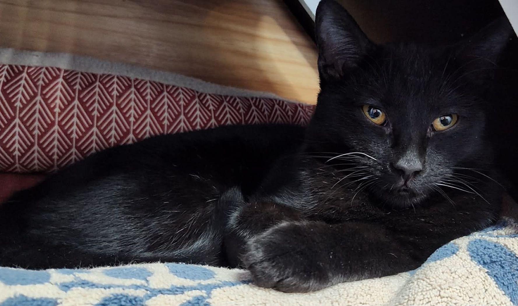 Sienna, Adoptable, Kitten Male Domestic Short Hair & Tabby.