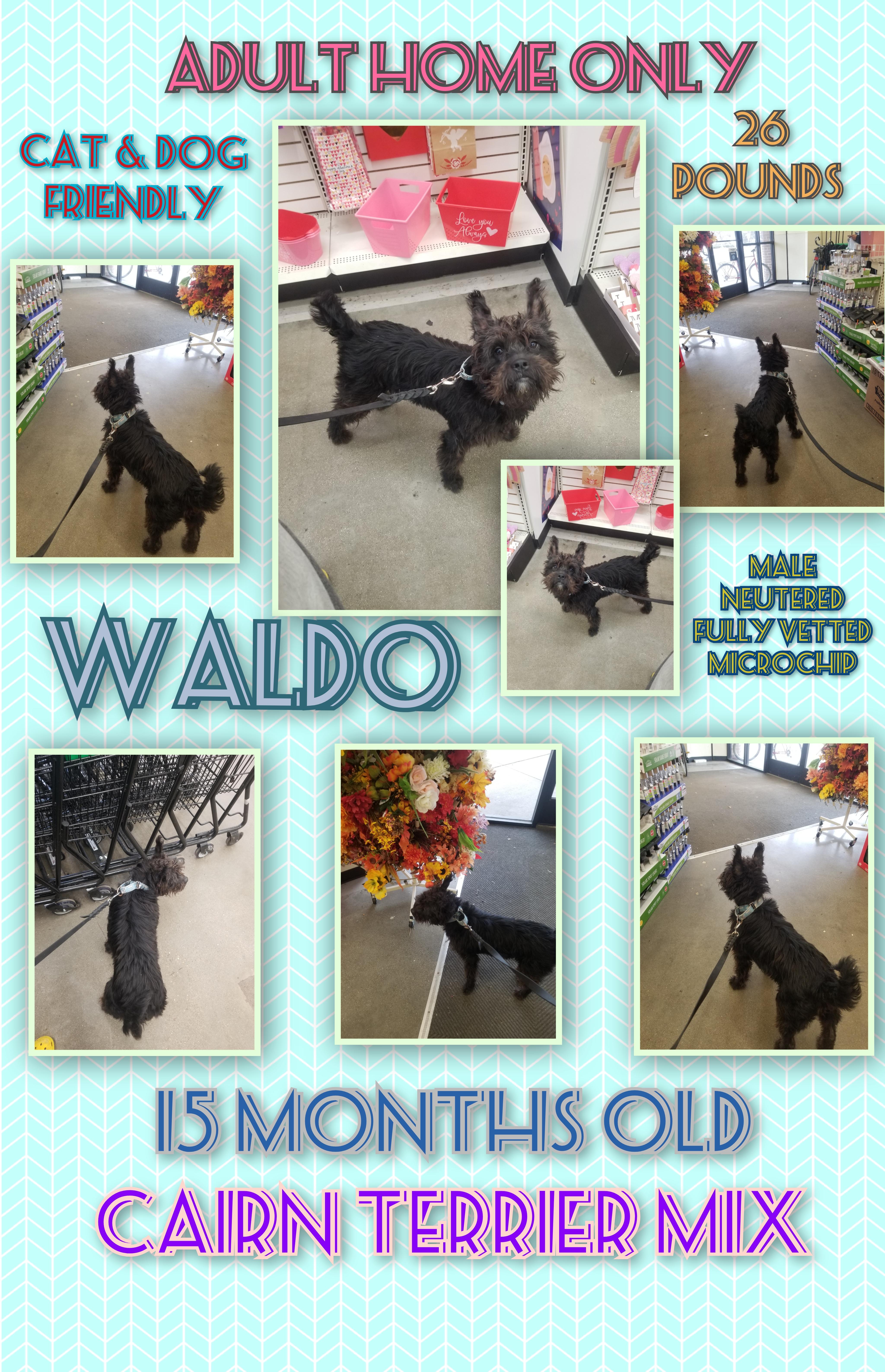 Enlarge Waldo, a Adoptable mixed breed in Huntington, IN image 2/6