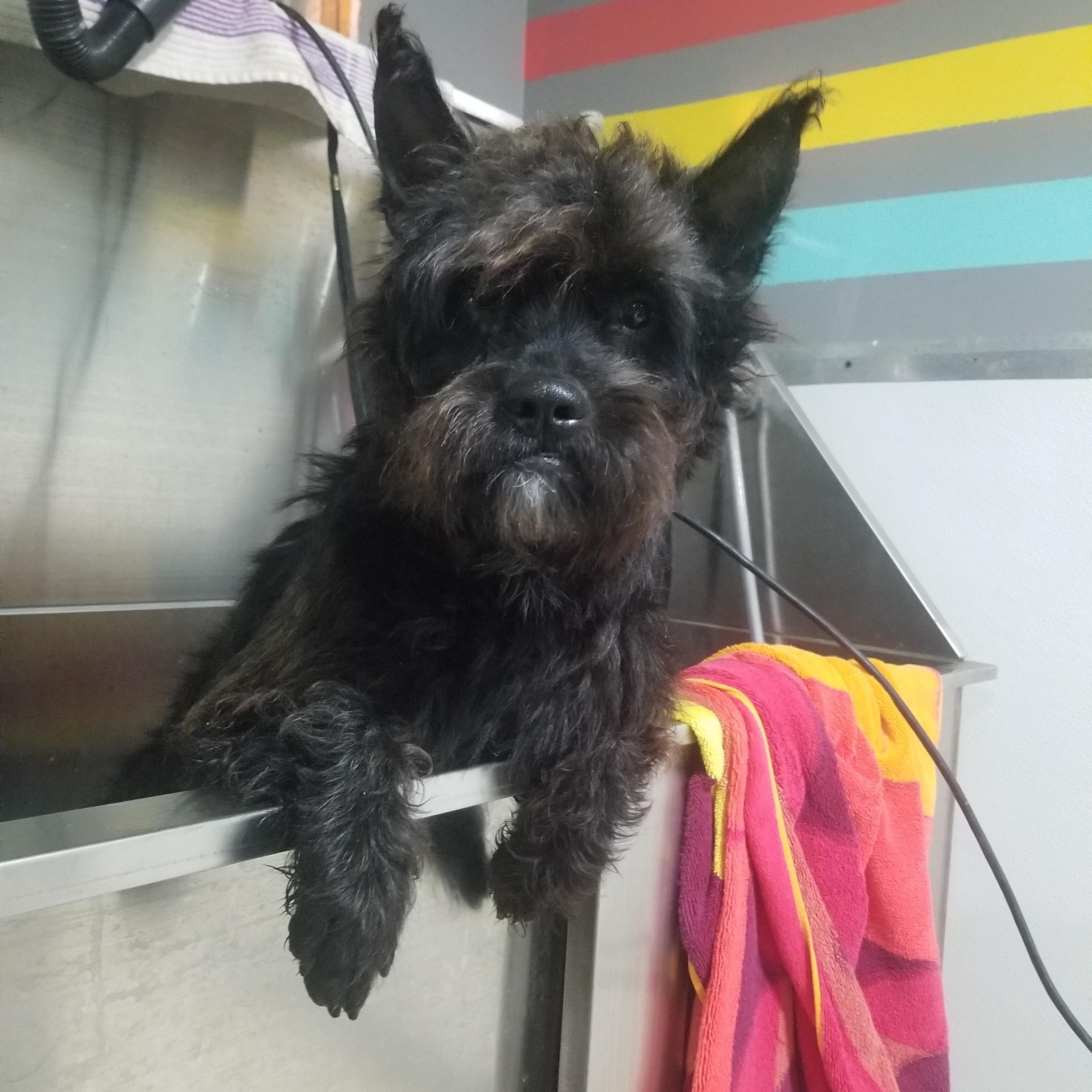 Enlarge Waldo, a Adoptable mixed breed in Huntington, IN image 1/6