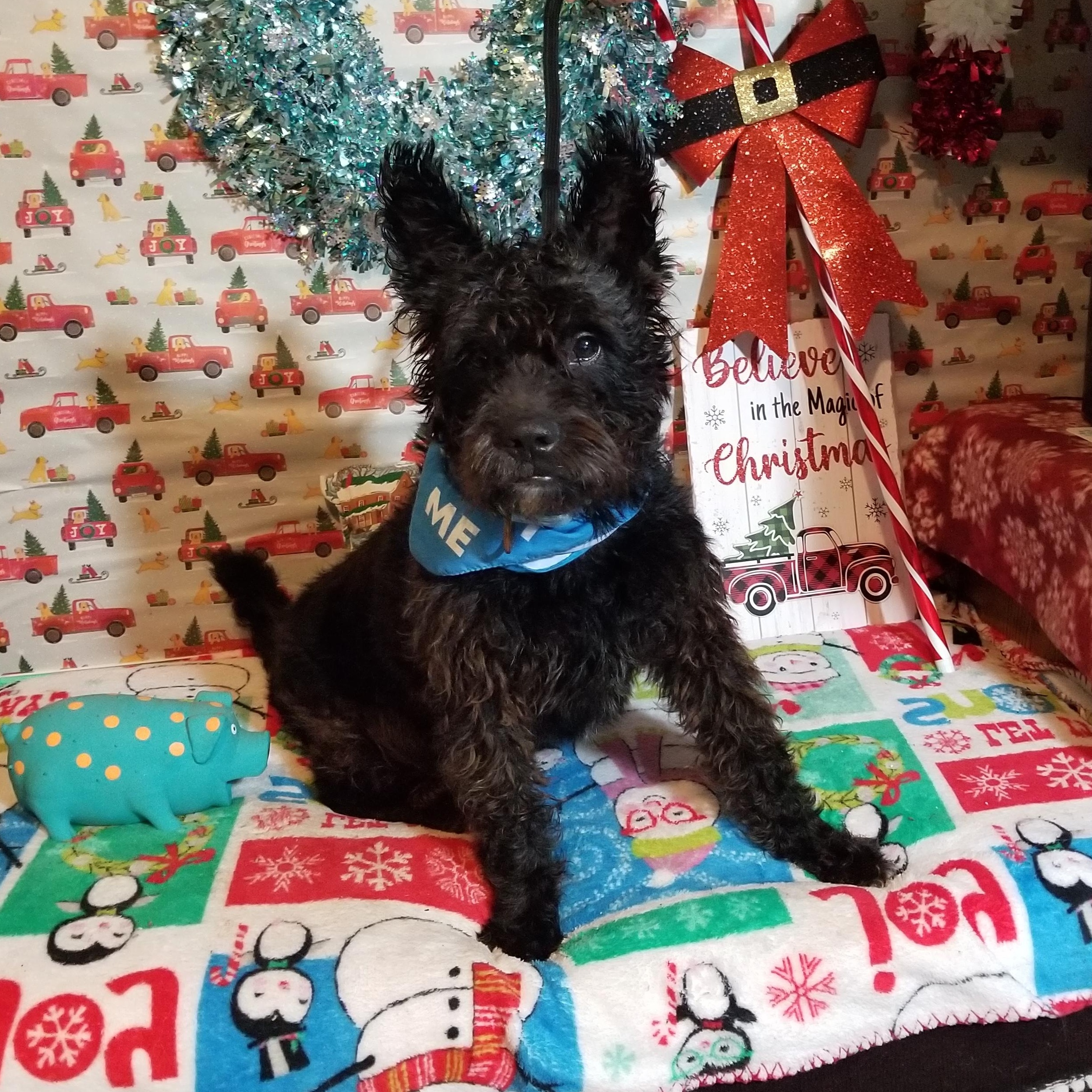 Enlarge Waldo, a Adoptable mixed breed in Huntington, IN image 3/6