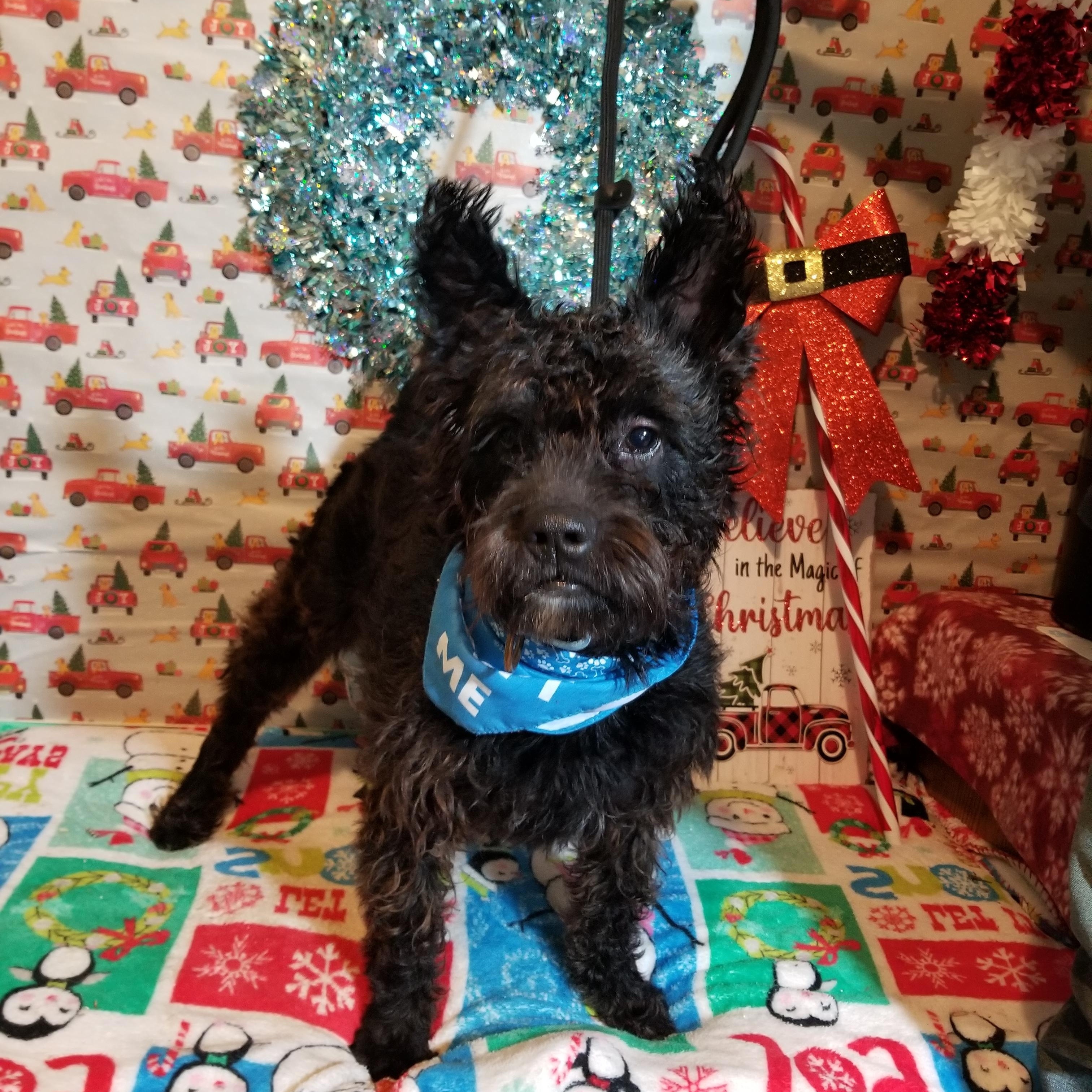 Enlarge Waldo, a Adoptable mixed breed in Huntington, IN image 4/6
