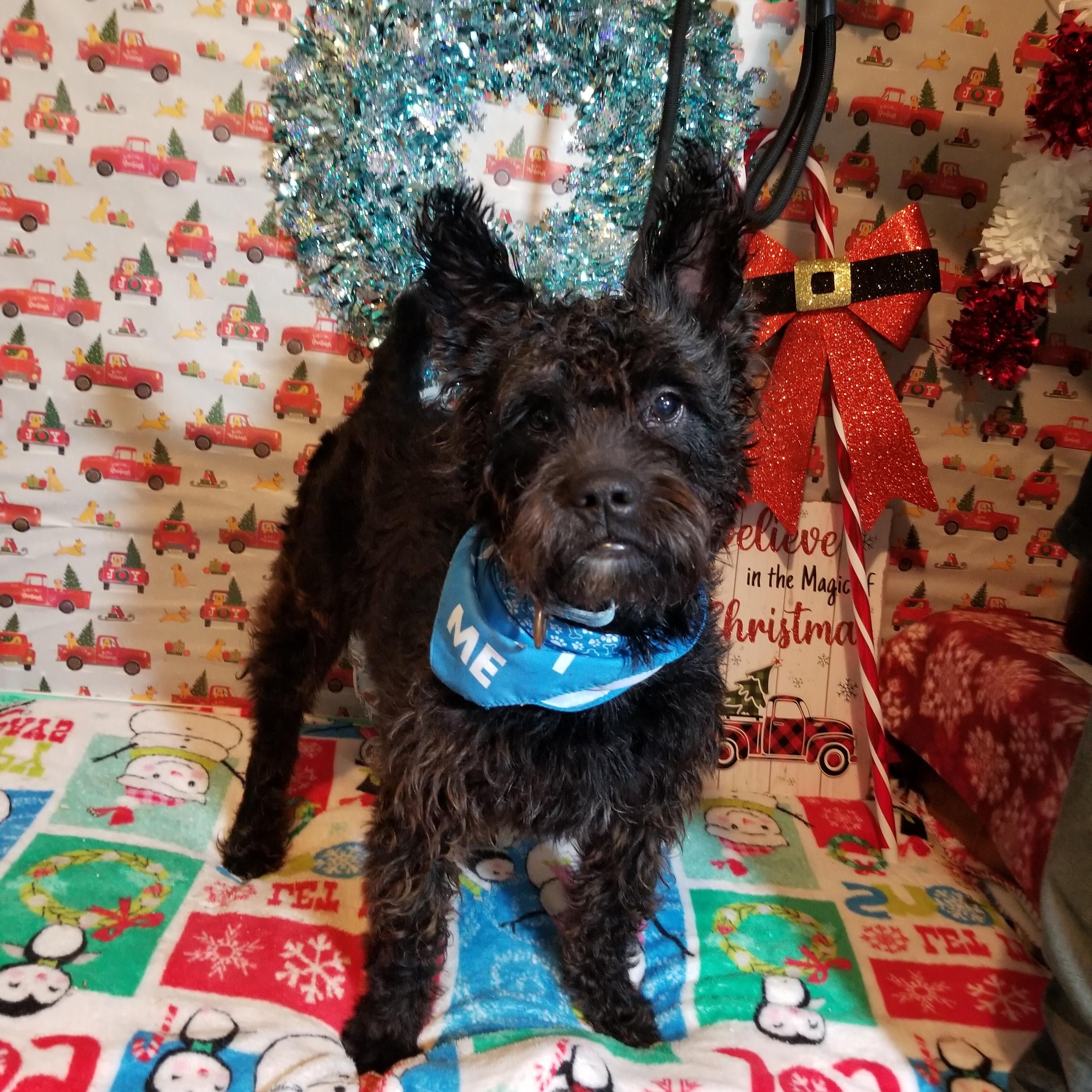 Enlarge Waldo, a Adoptable mixed breed in Huntington, IN image 5/6