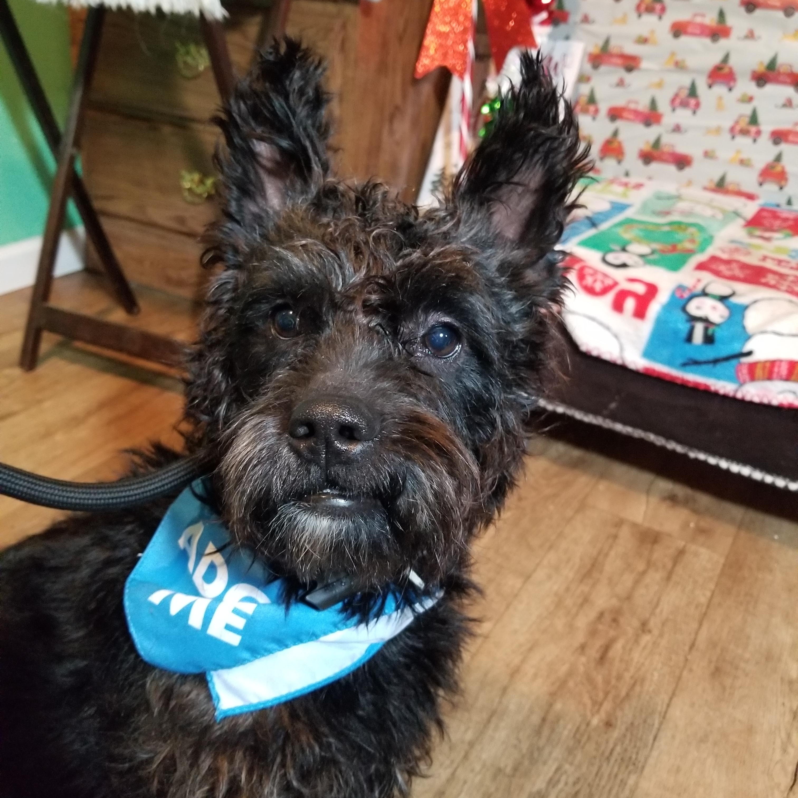 Enlarge Waldo, a Adoptable mixed breed in Huntington, IN image 6/6