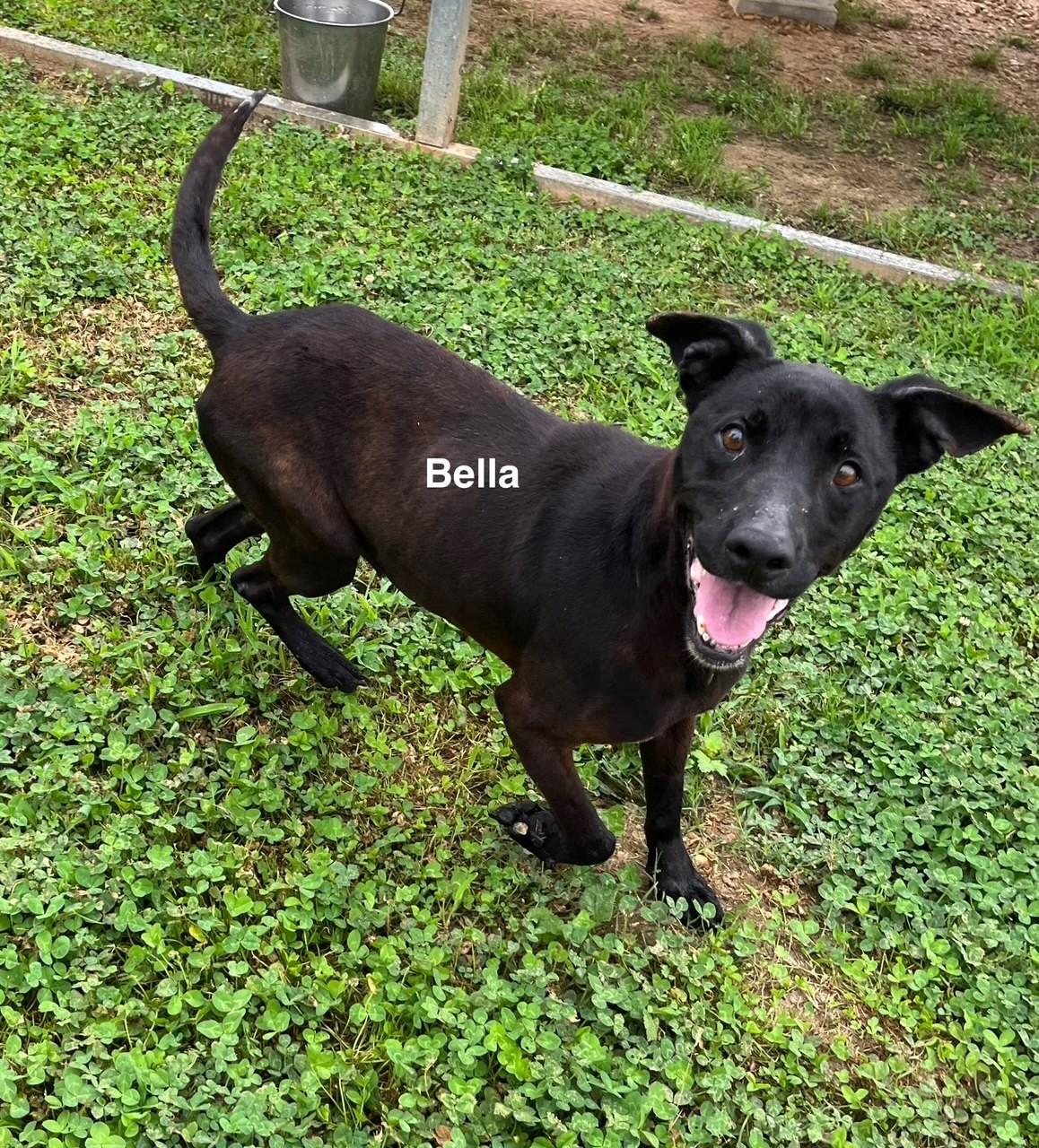 Enlarge Bella, a Adoptable mixed breed in Newberry, SC image 1/5