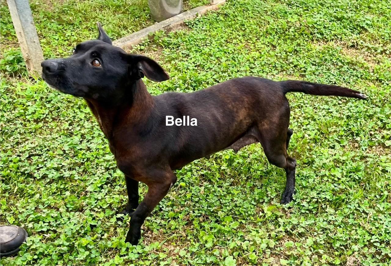 Enlarge Bella, a Adoptable mixed breed in Newberry, SC image 2/5