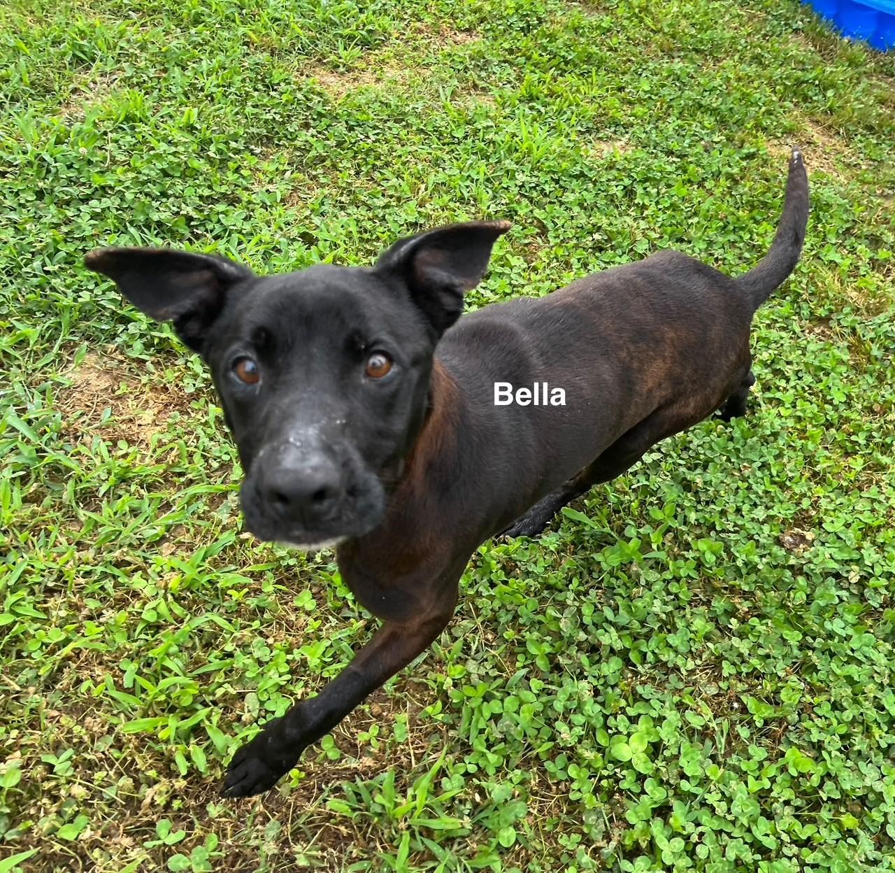 Enlarge Bella, a Adoptable mixed breed in Newberry, SC image 3/5