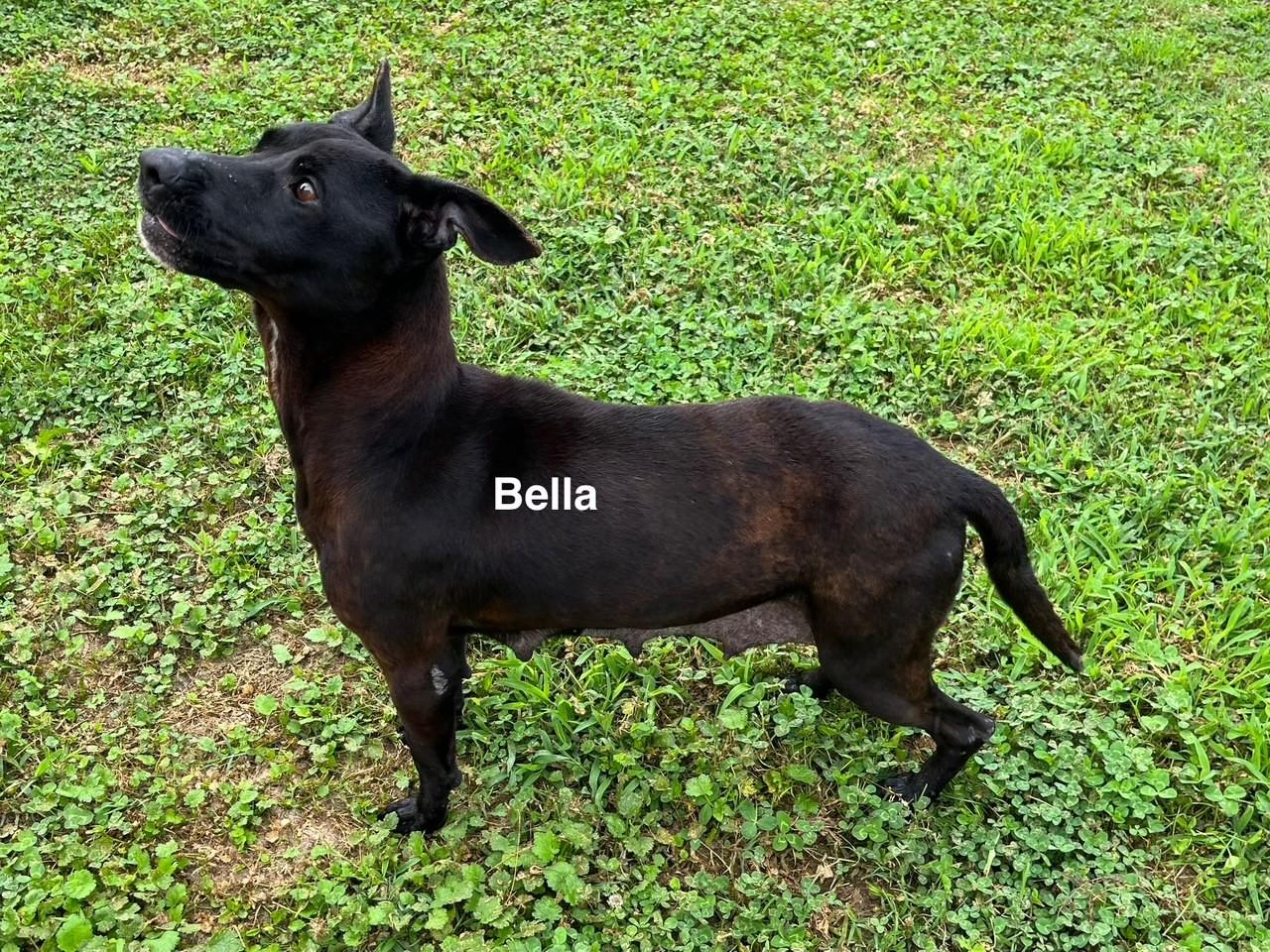 Enlarge Bella, a Adoptable mixed breed in Newberry, SC image 4/5