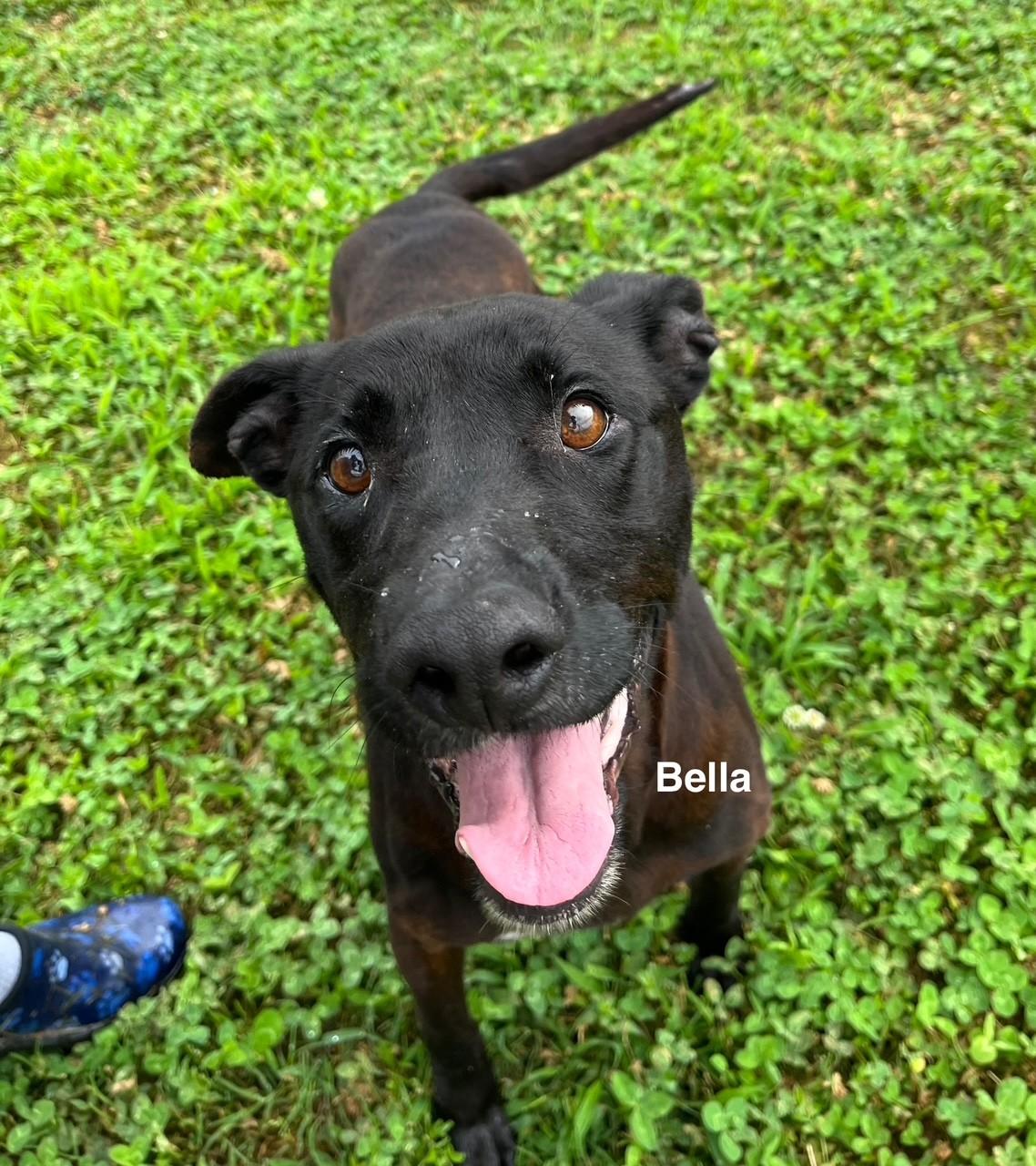 Enlarge Bella, a Adoptable mixed breed in Newberry, SC image 5/5