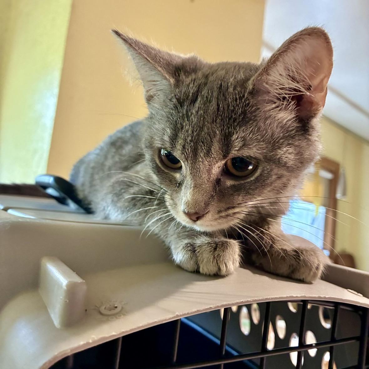 Enlarge Daydream, a Adoptable Domestic Short Hair in Akron, OH image 1/1