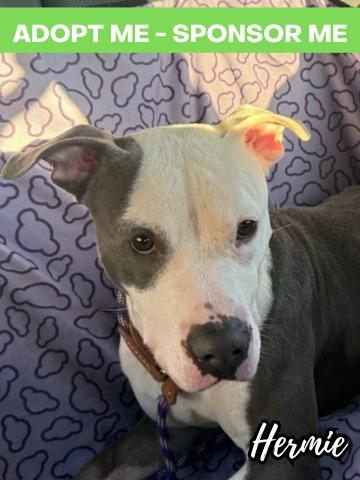 Enlarge Scooby Doo, a Adoptable mixed breed in Chicago, IL image 1/1