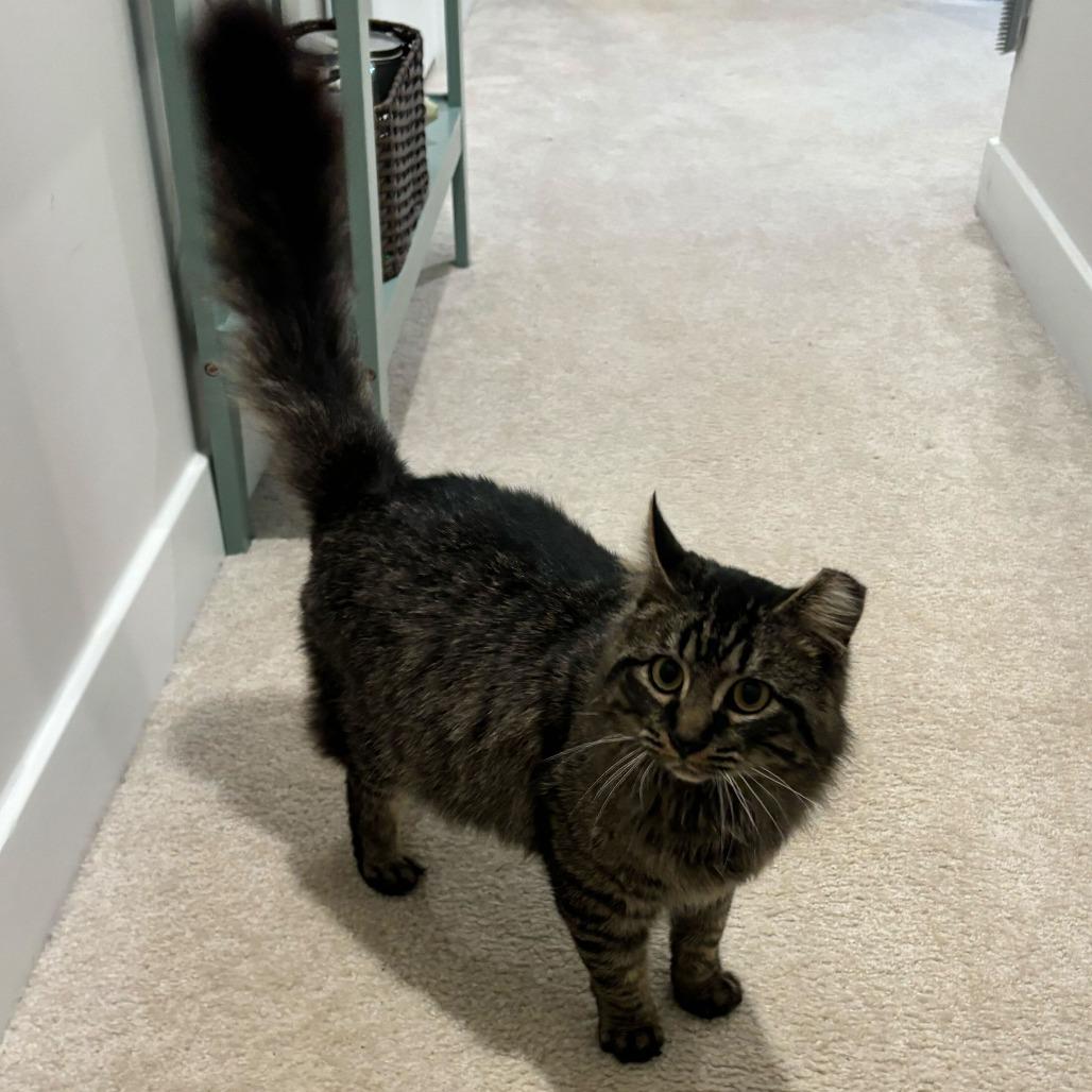 Tommy, Adoptable, Senior Male Domestic Medium Hair.