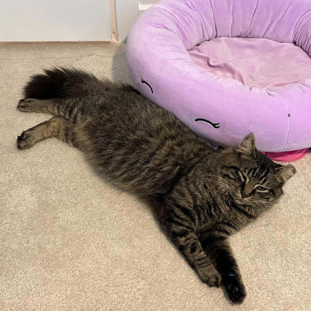 Enlarge Tommy, a Adoptable Domestic Medium Hair in Simpsonville, SC image 2/3